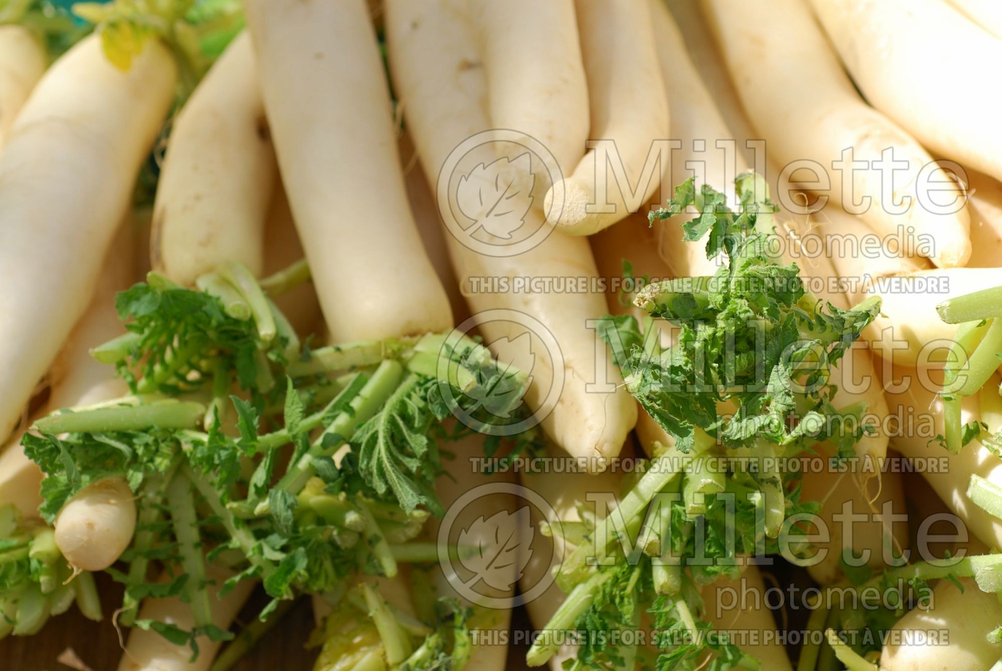 Raphanus sativus var. longipinnatus (Japanese Radish Daikon - radis) 8