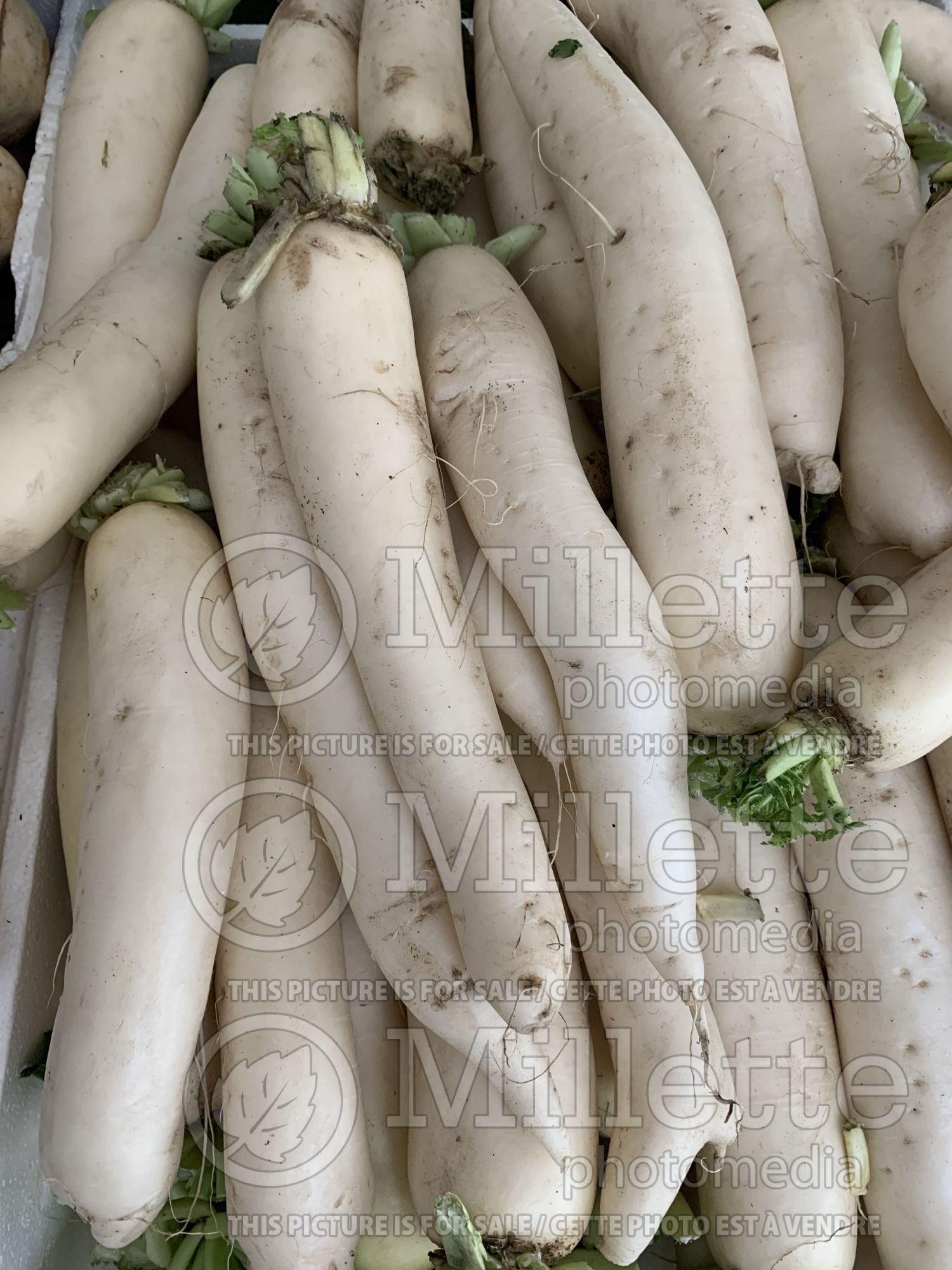 Raphanus sativus var. longipinnatus (Japanese Radish Daikon) 3