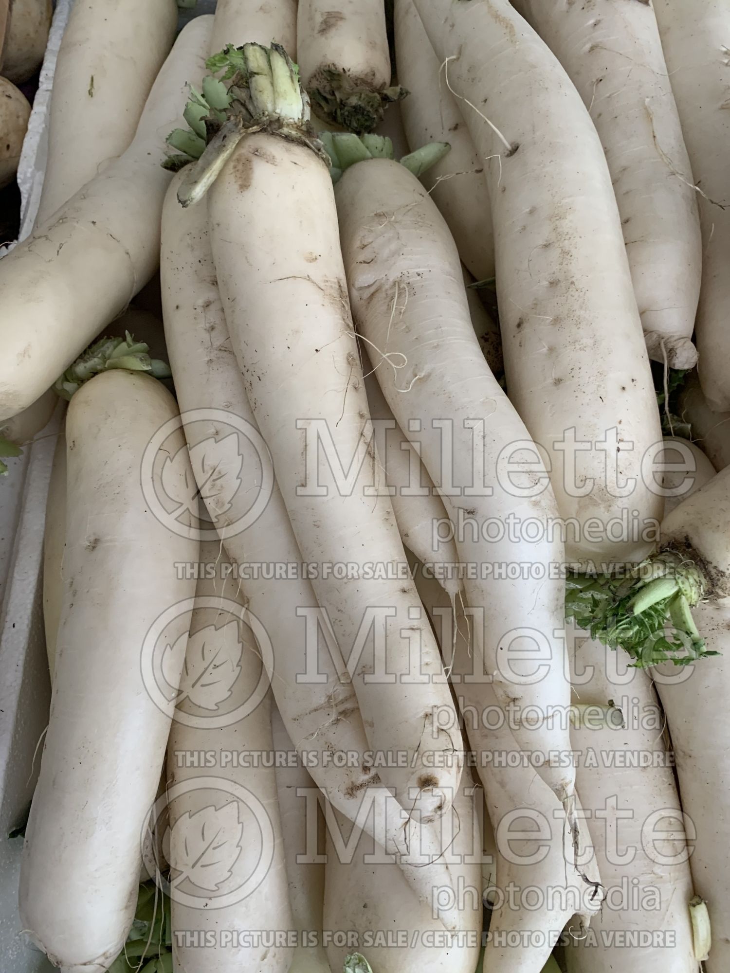 Raphanus sativus var. longipinnatus (Japanese Radish Daikon) 2