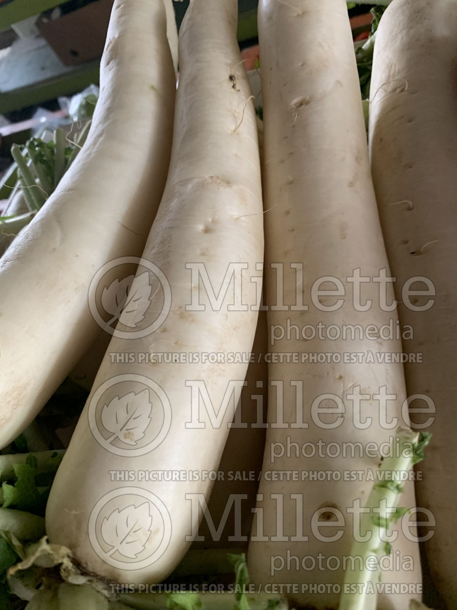 Raphanus sativus var. longipinnatus (Japanese Radish Daikon) 4