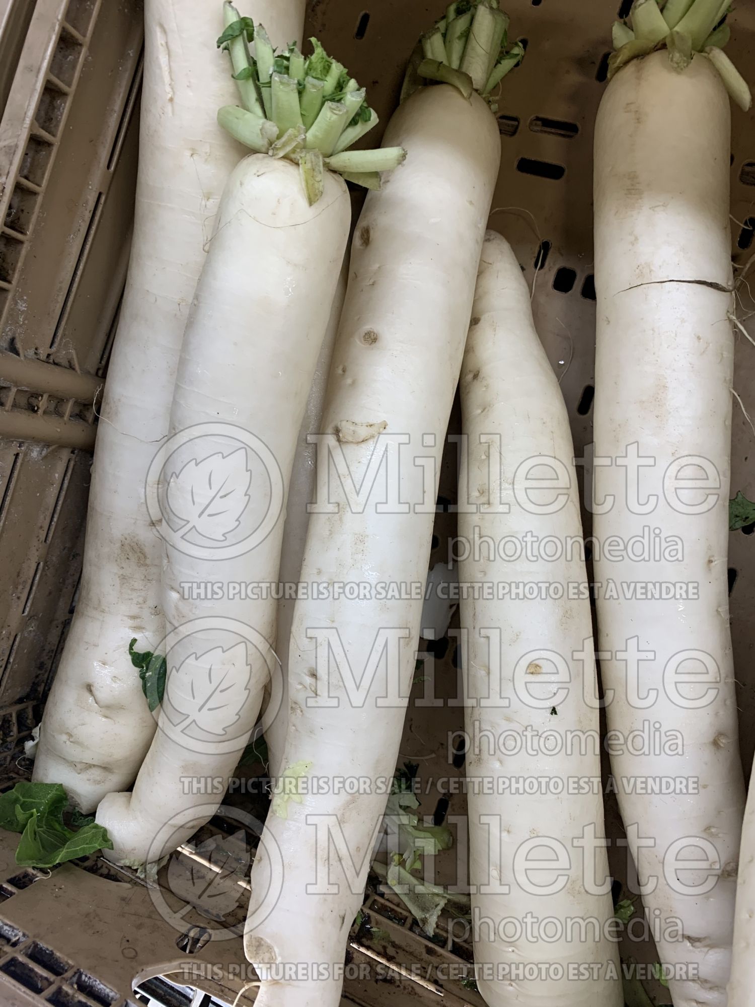 Raphanus sativus var. longipinnatus (Japanese Radish Daikon) 5