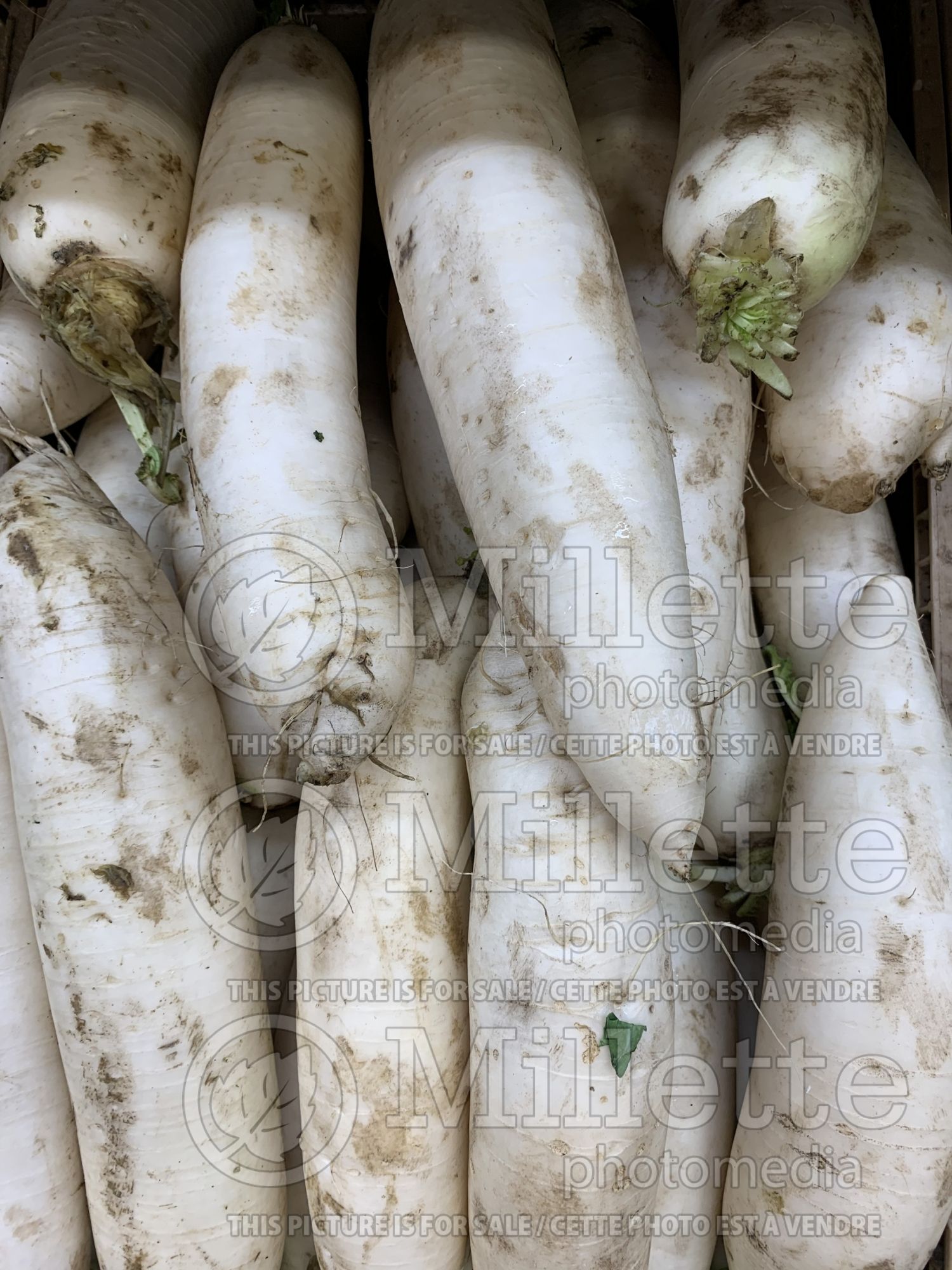 Raphanus sativus var. longipinnatus (Japanese Radish Daikon) 6