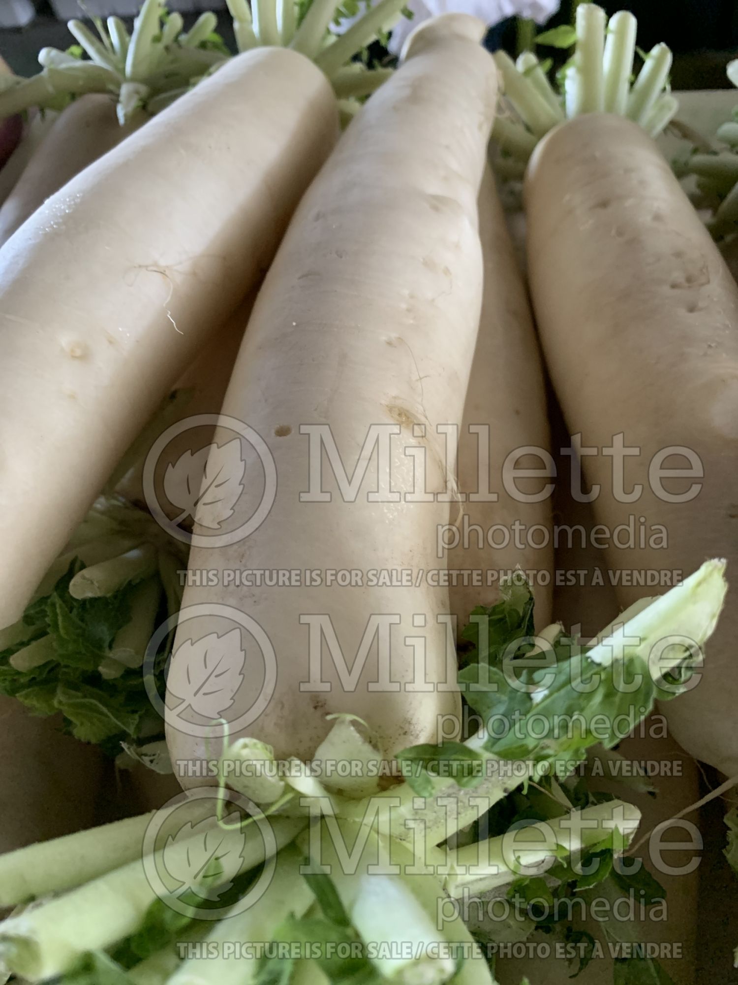 Raphanus sativus var. longipinnatus (Japanese Radish Daikon) 1