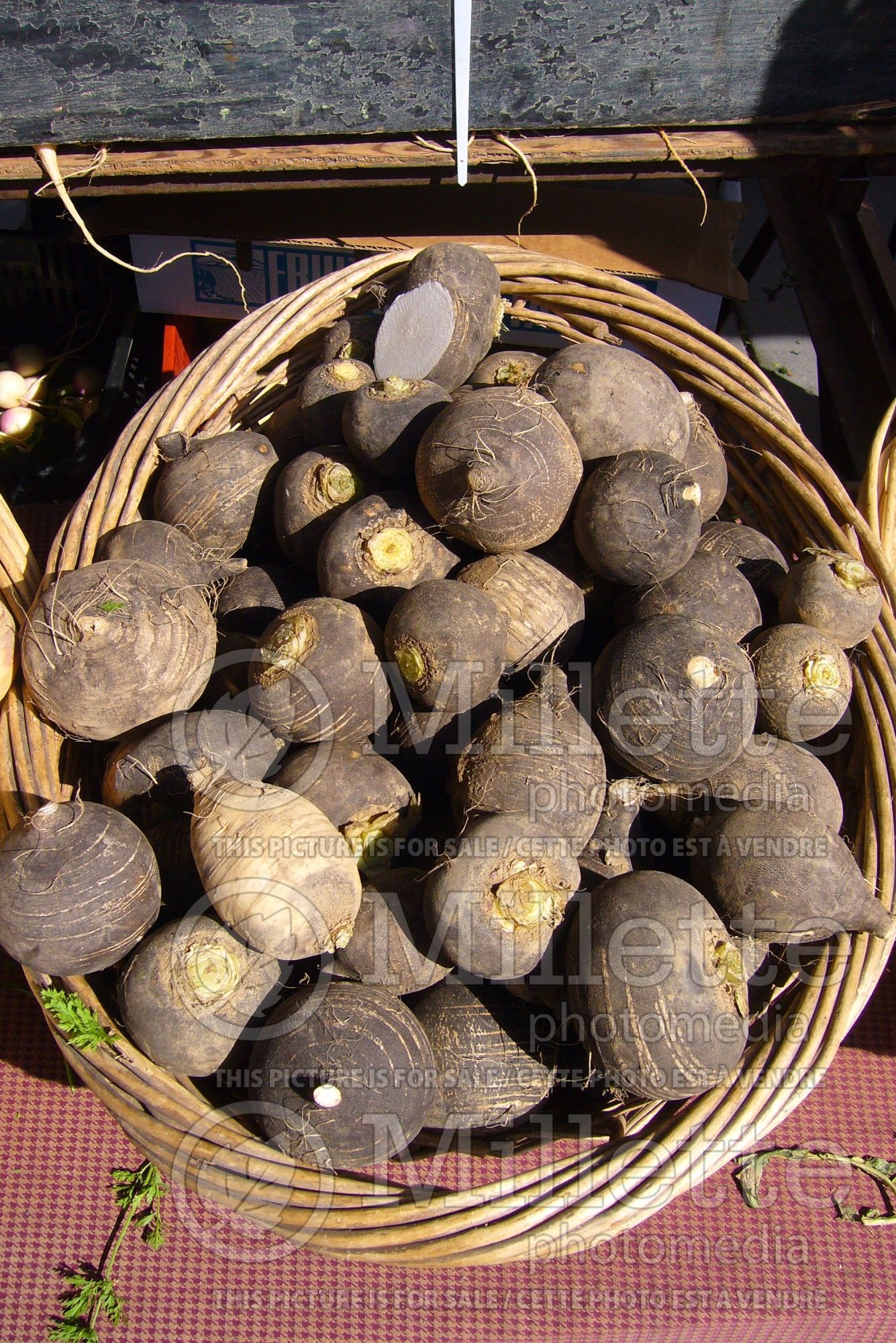 Raphanus sativus var. niger (Black Radish - radis) 1
