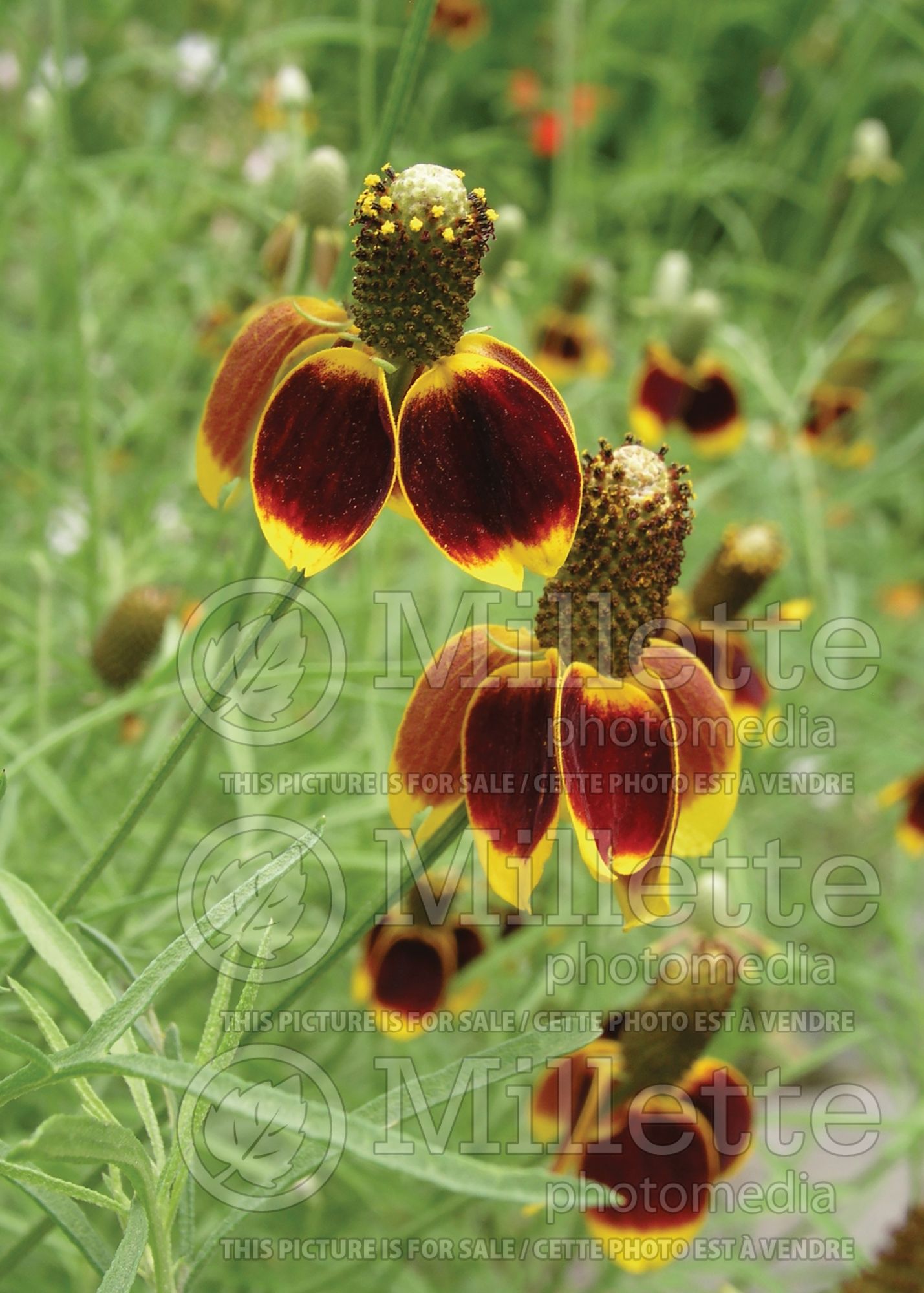 Ratibida Red Midget (Mexican hat plant) 1