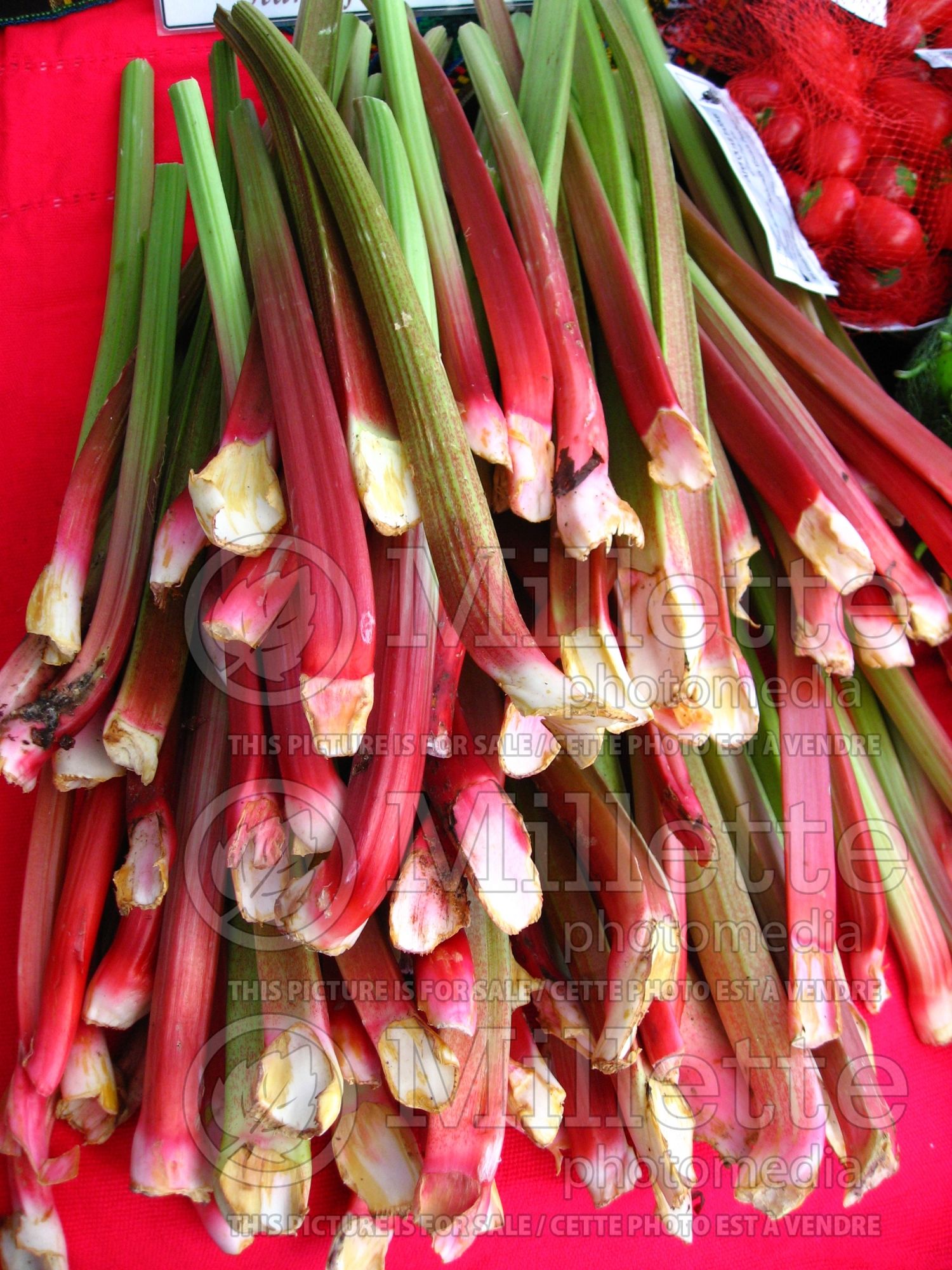 Rheum rhabarbarum (Rhubarb vegetable) 2