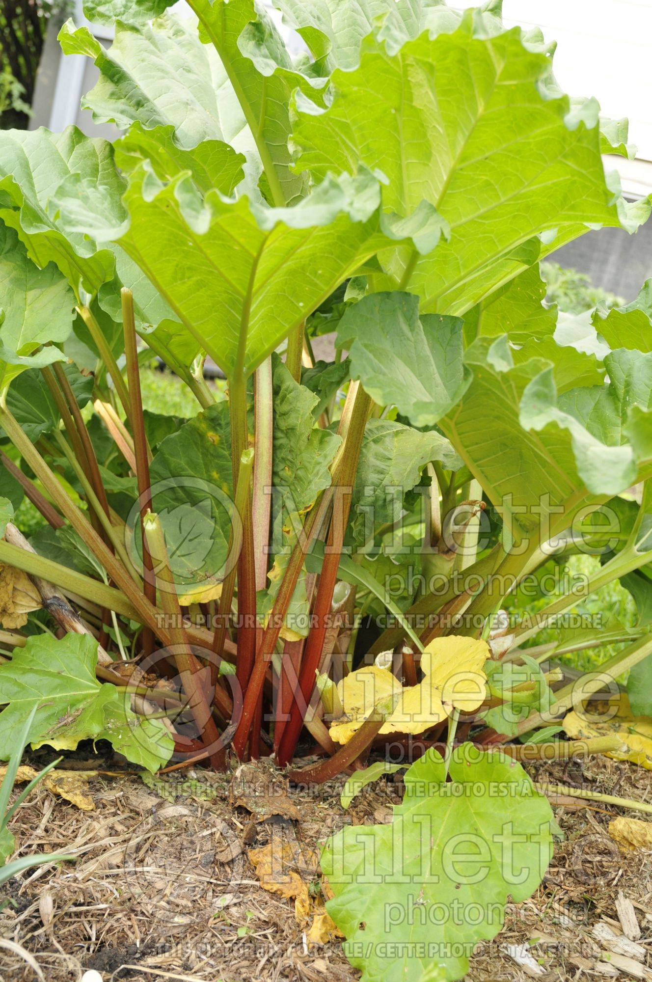 Rheum rhabarbarum (Rhubarb vegetable) 3