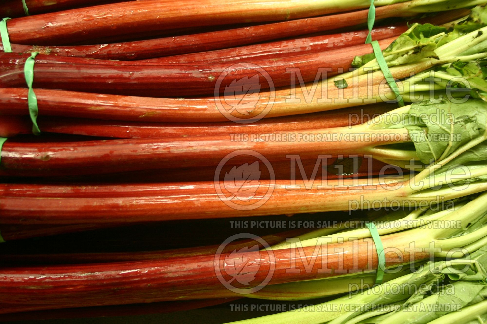 Rheum rhabarbarum (Rhubarb vegetable) 4