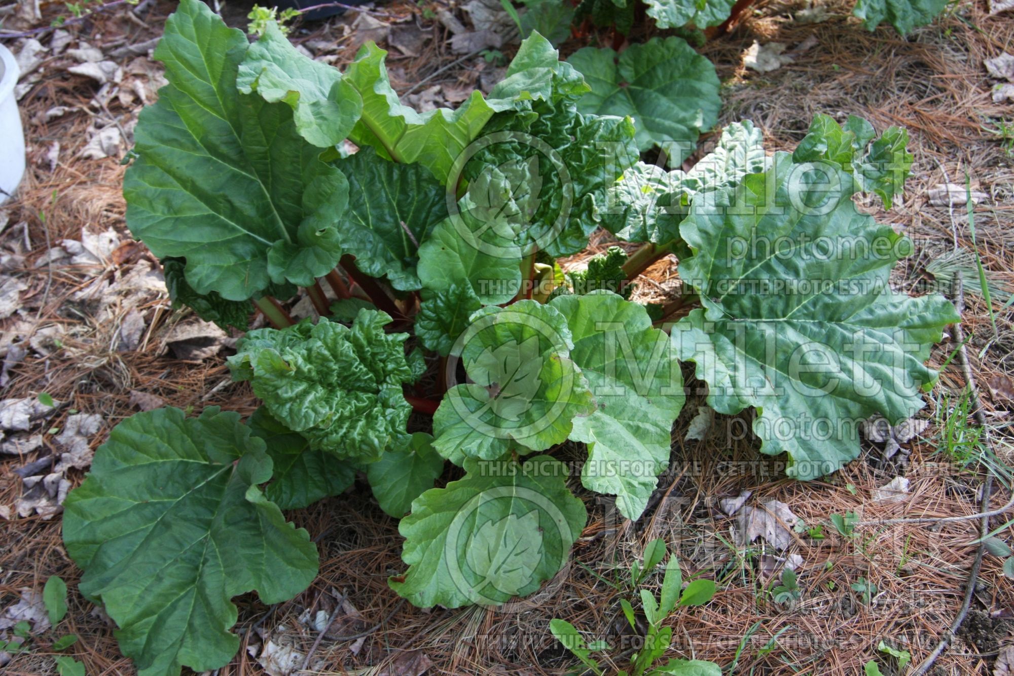 Rheum rhabarbarum (Rhubarb vegetable) 5