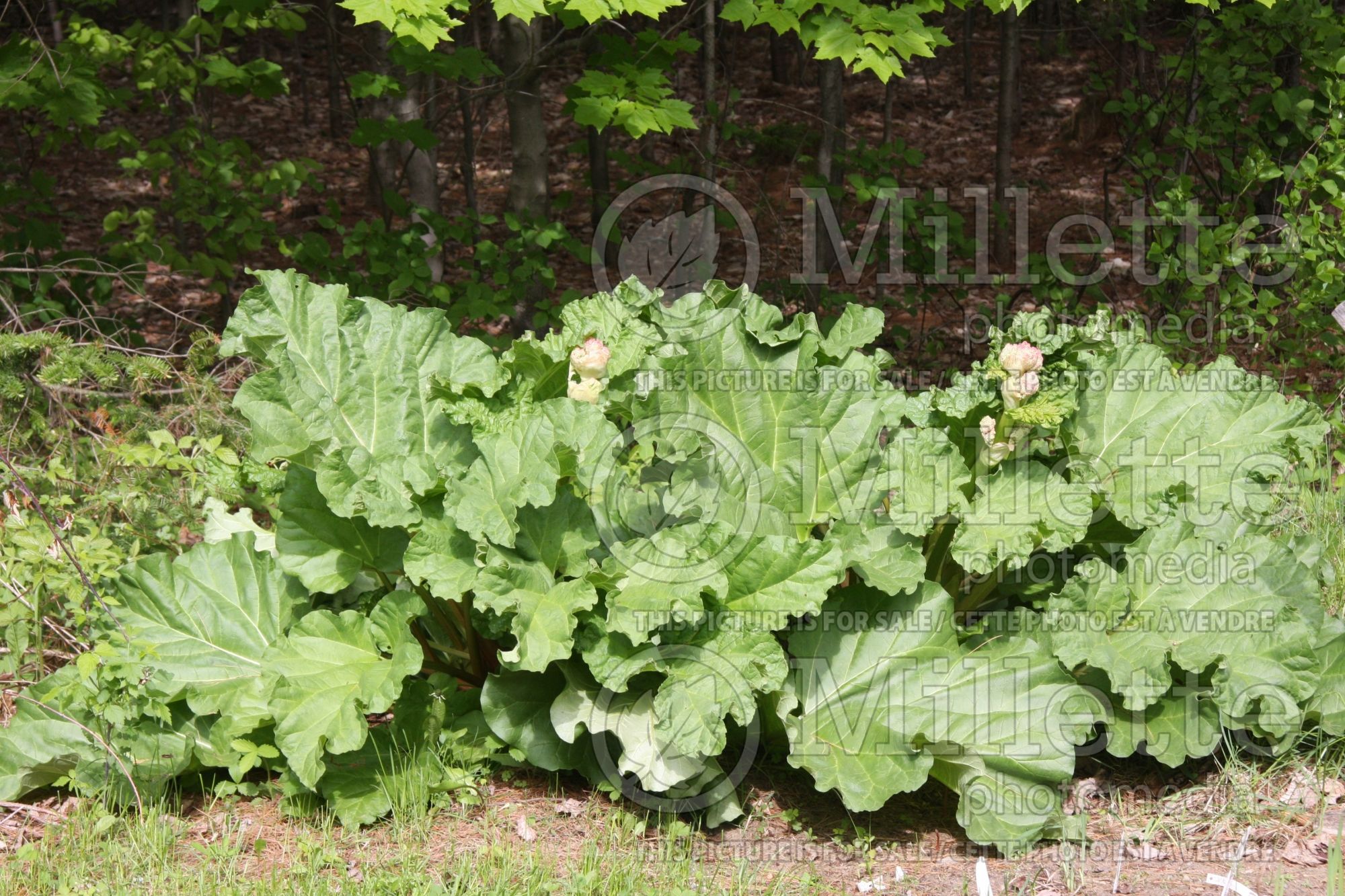 Rheum rhabarbarum (Rhubarb vegetable) 6