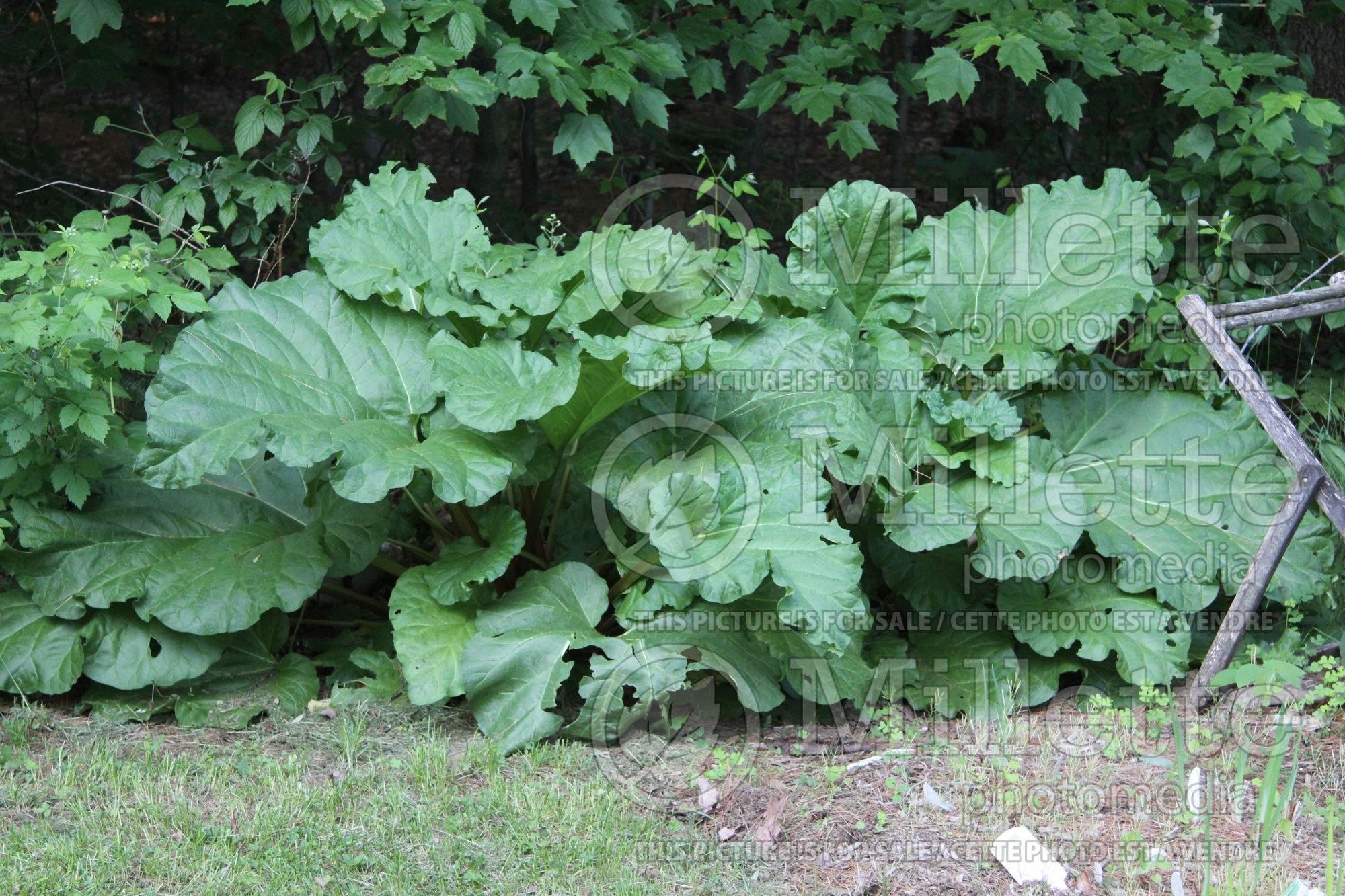 Rheum rhabarbarum (Rhubarb vegetable) 1