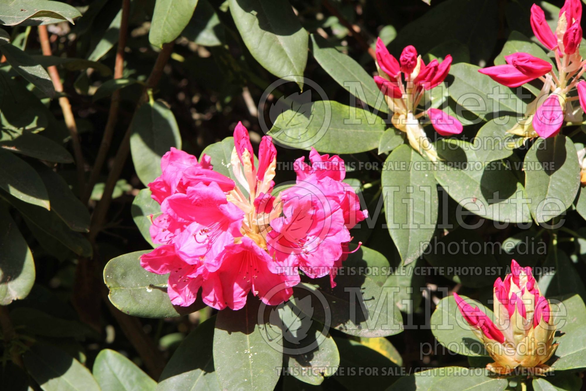 Rhododendron Anna Rose Whitney (Rhododendron Azalea) 1