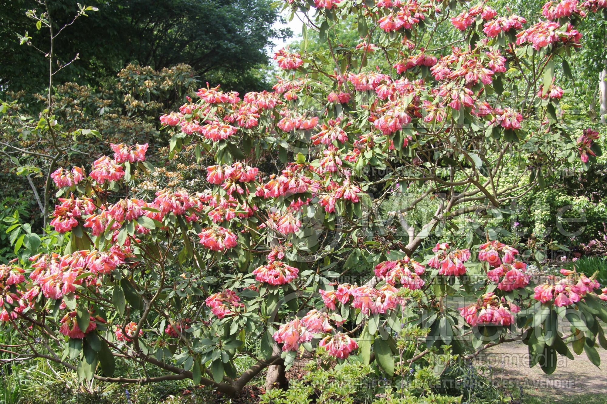 Rhododendron Bach Choir (Rhododendron azalea) 1