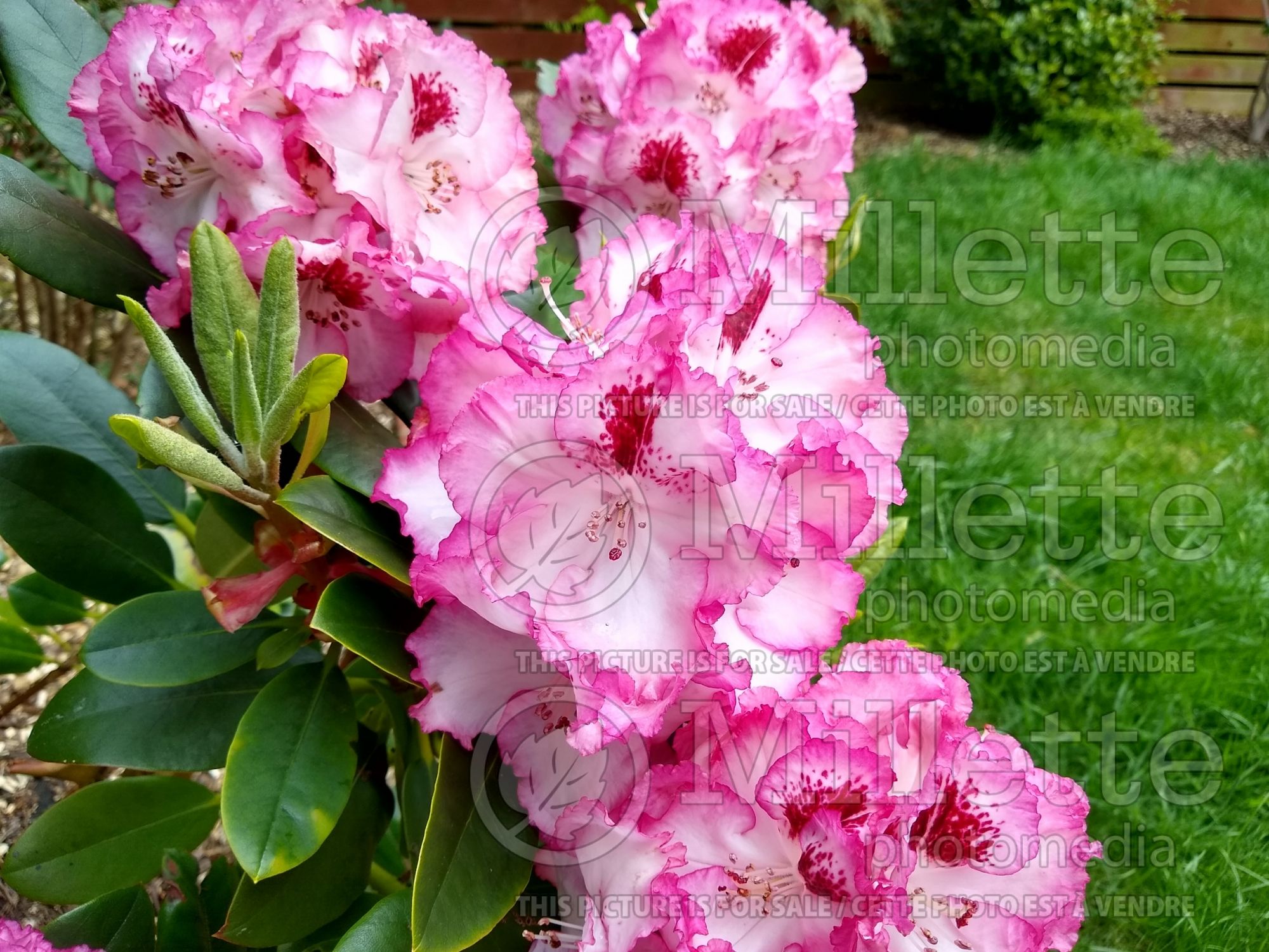 Rhododendron Cherry Cheesecake (Rhododendron azalea) 3