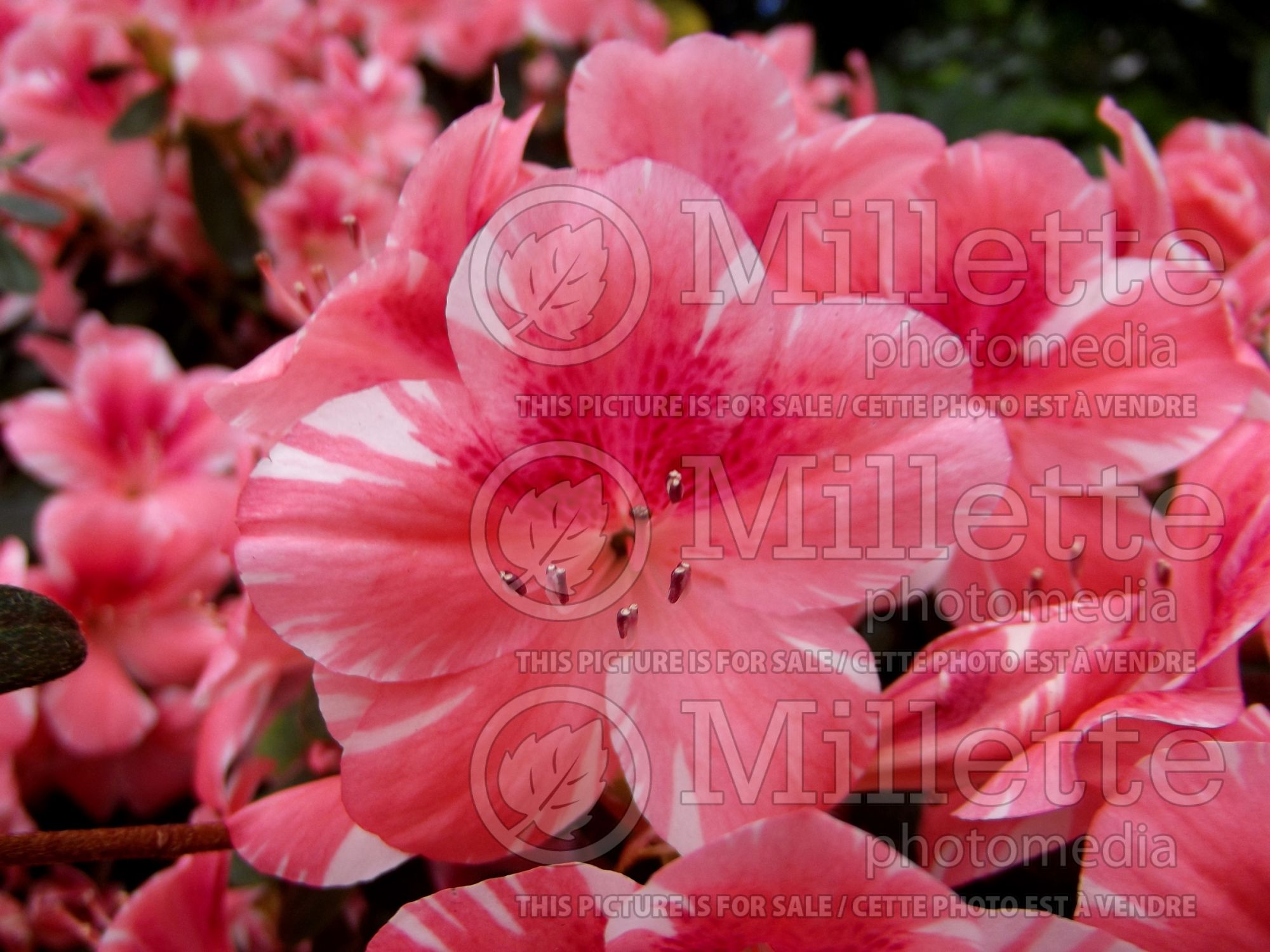 Rhododendron Dogwood (Rhododendron Azalea) 2