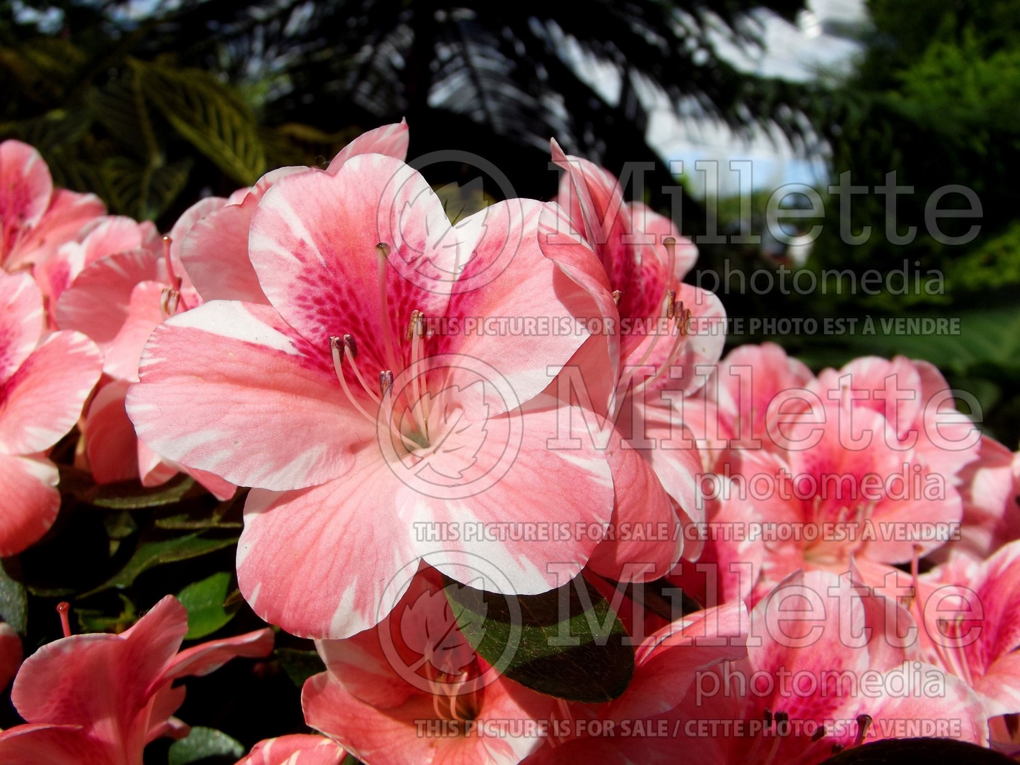 Rhododendron Dogwood (Rhododendron Azalea) 3