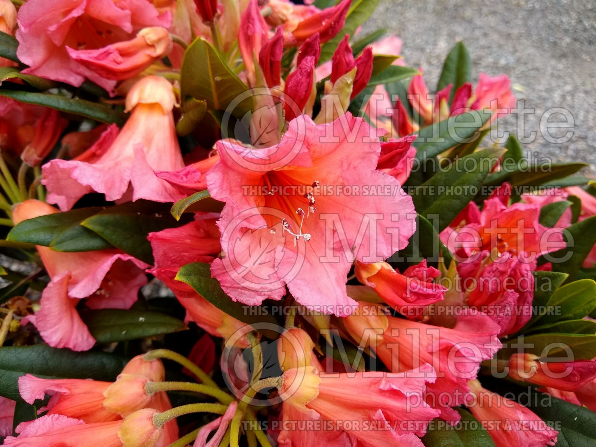 Rhododendron Fabia (Rhododendron azalea) 2
