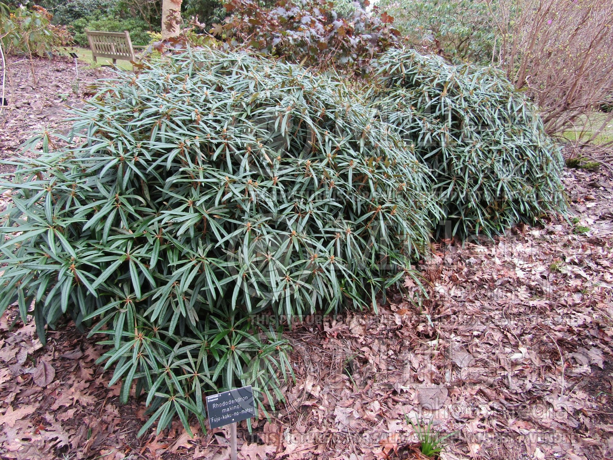 Rhododendron Fuju-kaku-no-matsu (Rhododendron azalea) 1