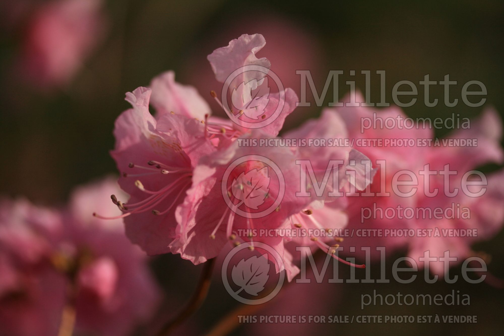 Rhododendron aka Azalea Cornell Pink (Rhododendron Azalea) 2
