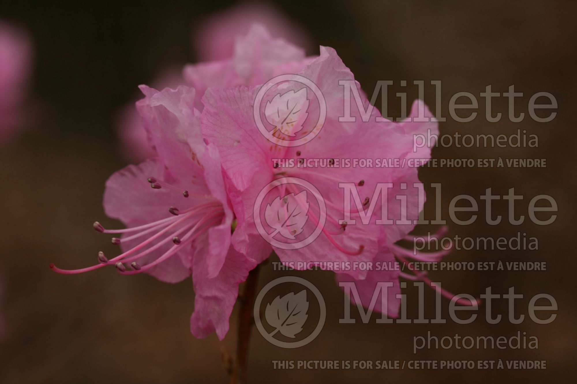 Rhododendron aka Azalea Cornell Pink (Rhododendron Azalea) 3