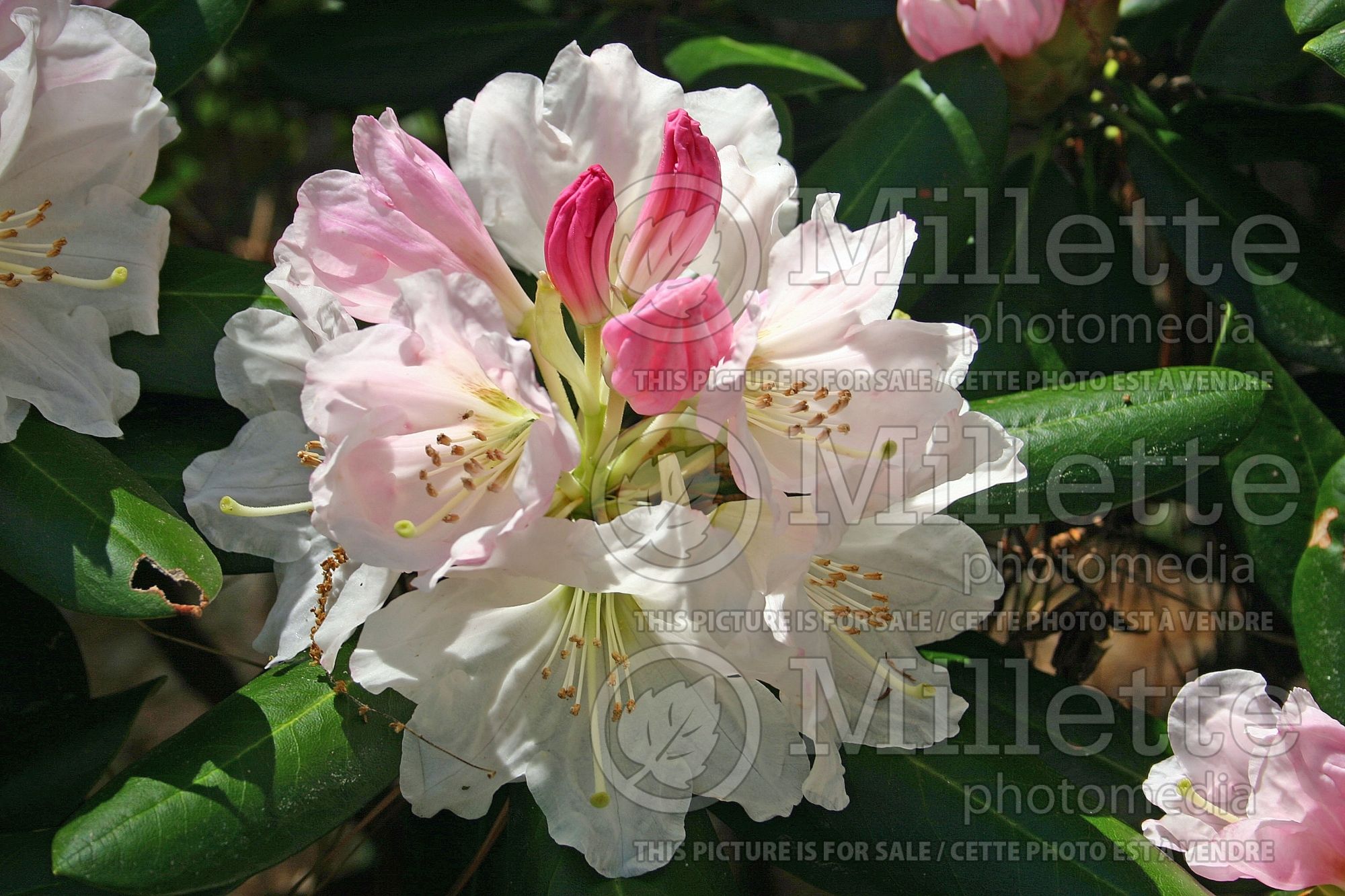 Rhododendron Nestucca (Rhododendron azalea) 2