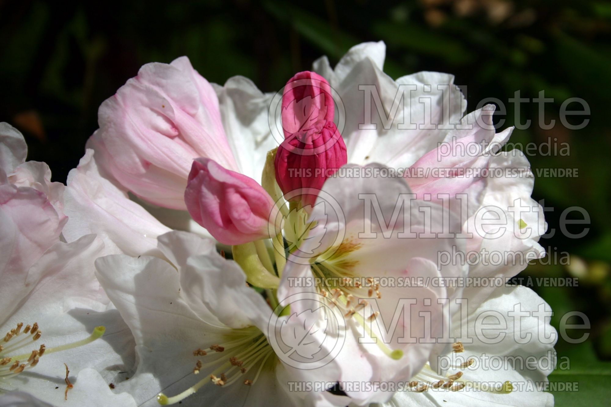 Rhododendron Nestucca (Rhododendron azalea) 5