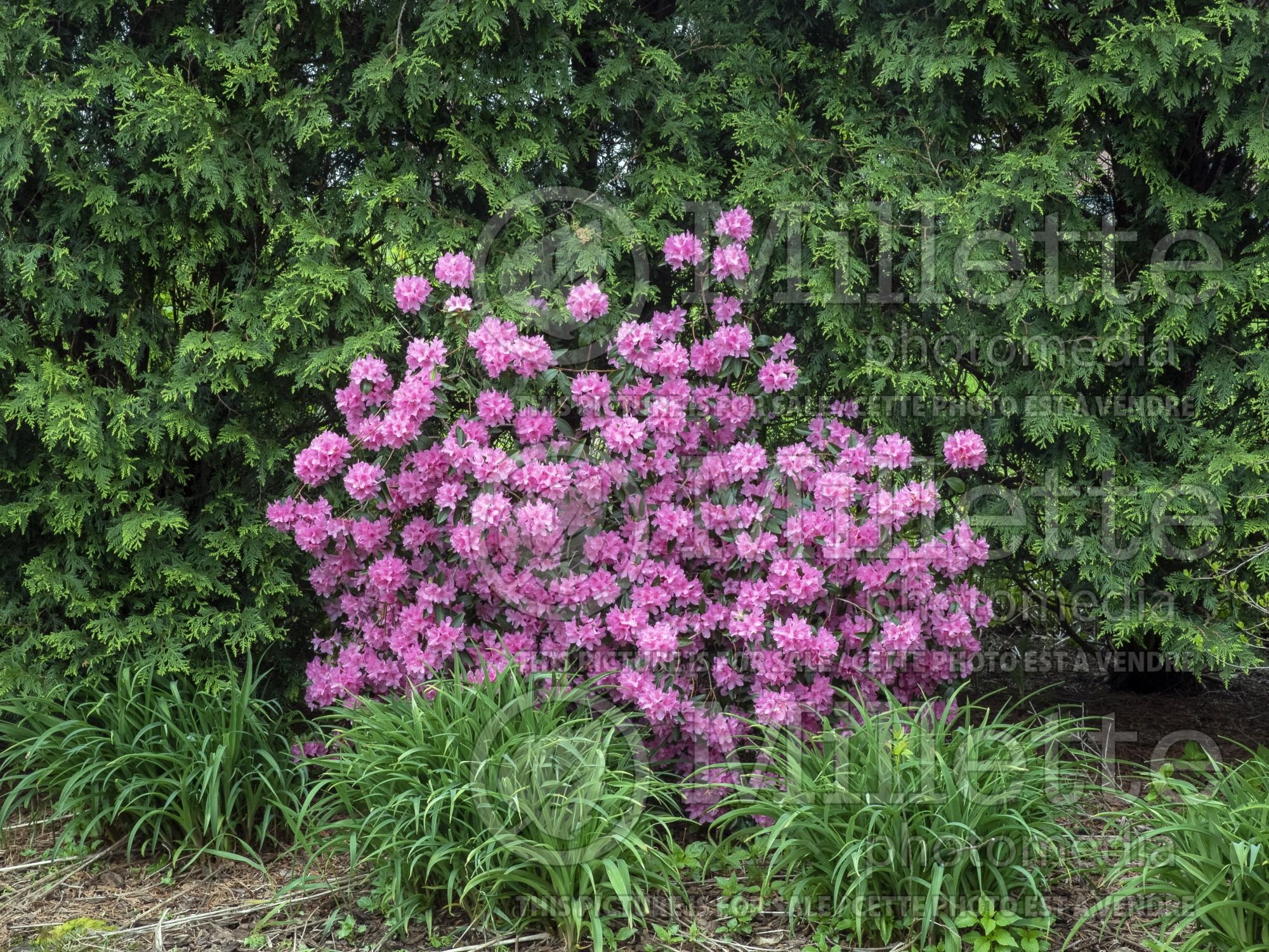 Rhododendron aka Azalea Aglo (Rhododendron) 14