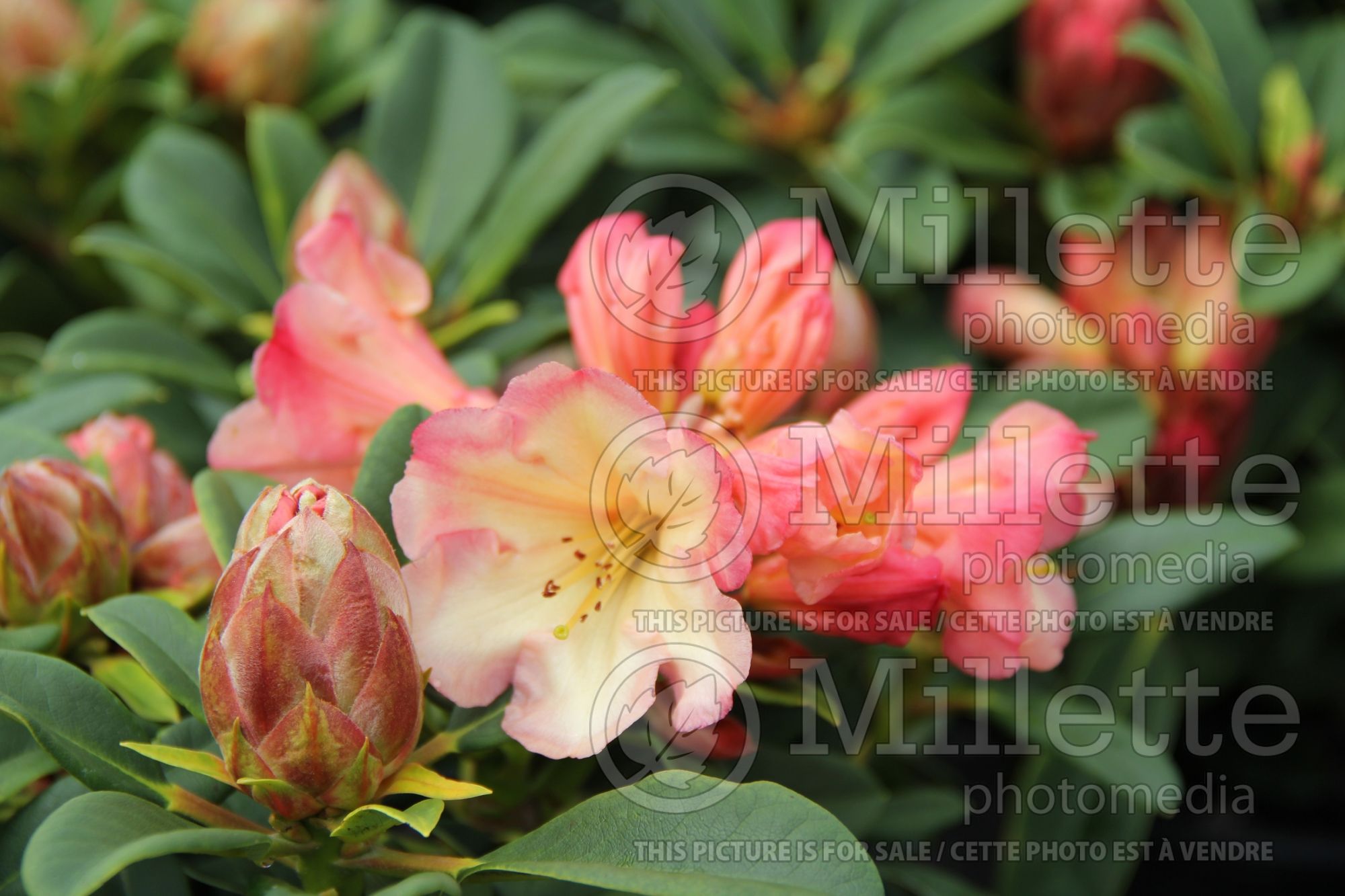 Rhododendron aka Azalea Honey Butter (Rhododendron Azalea) 1