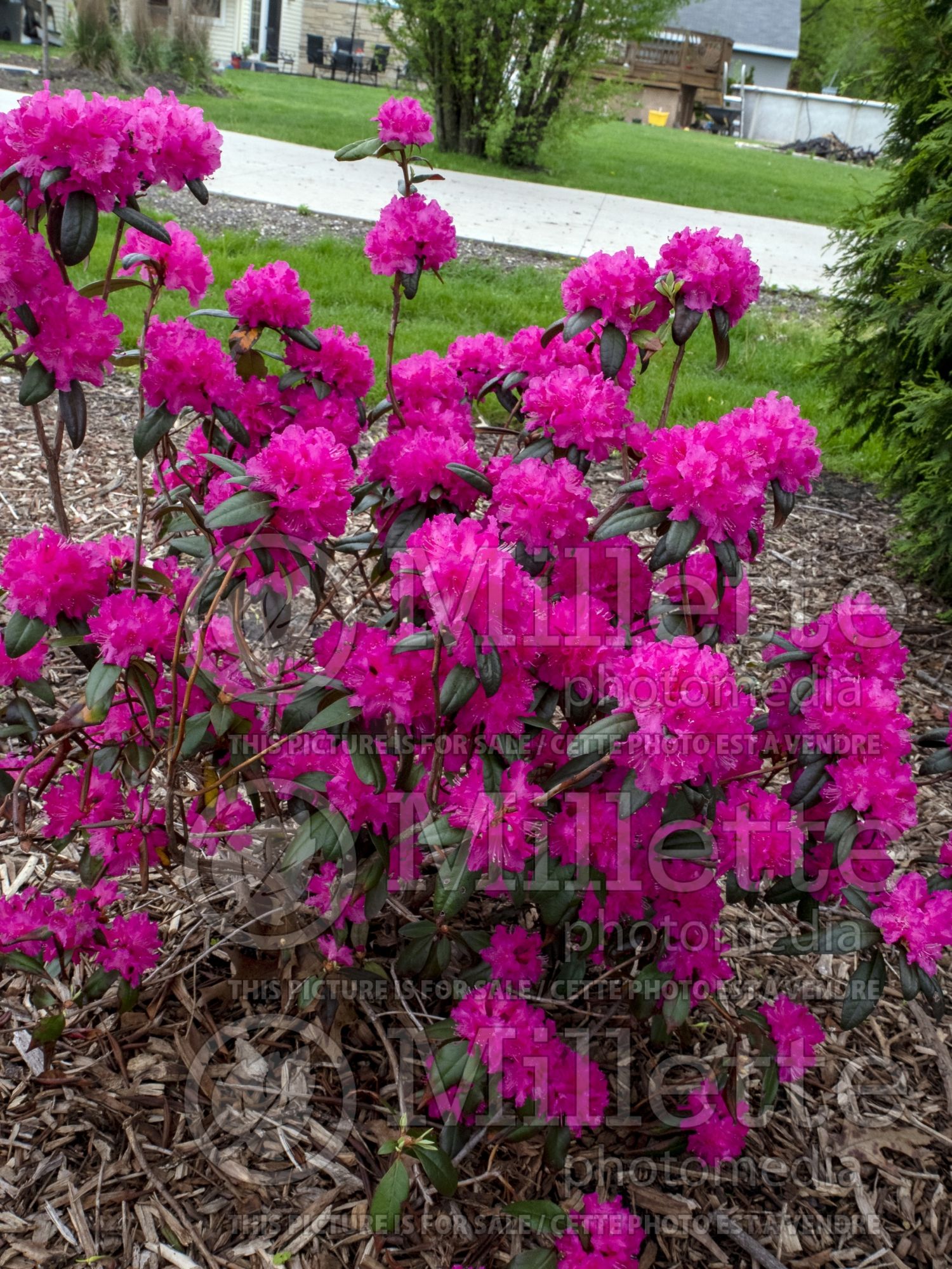 Rhododendron aka Azalea P.J.M. Elite (Rhododendron Azalea) 3