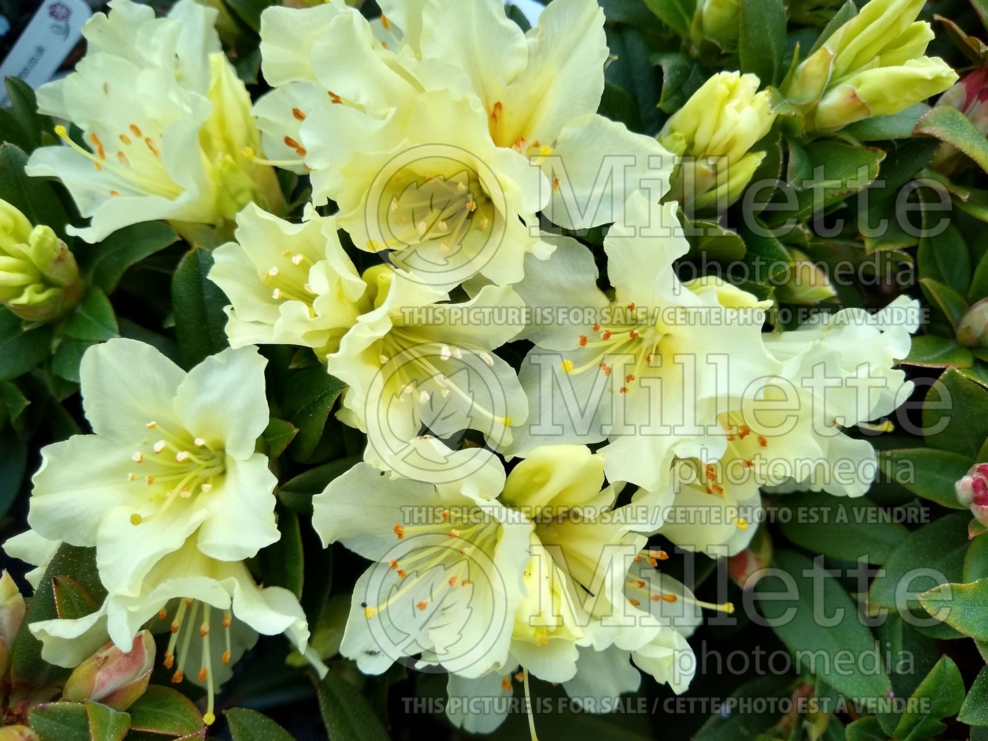 Rhododendron Patty Bee (Rhododendron azalea) 3