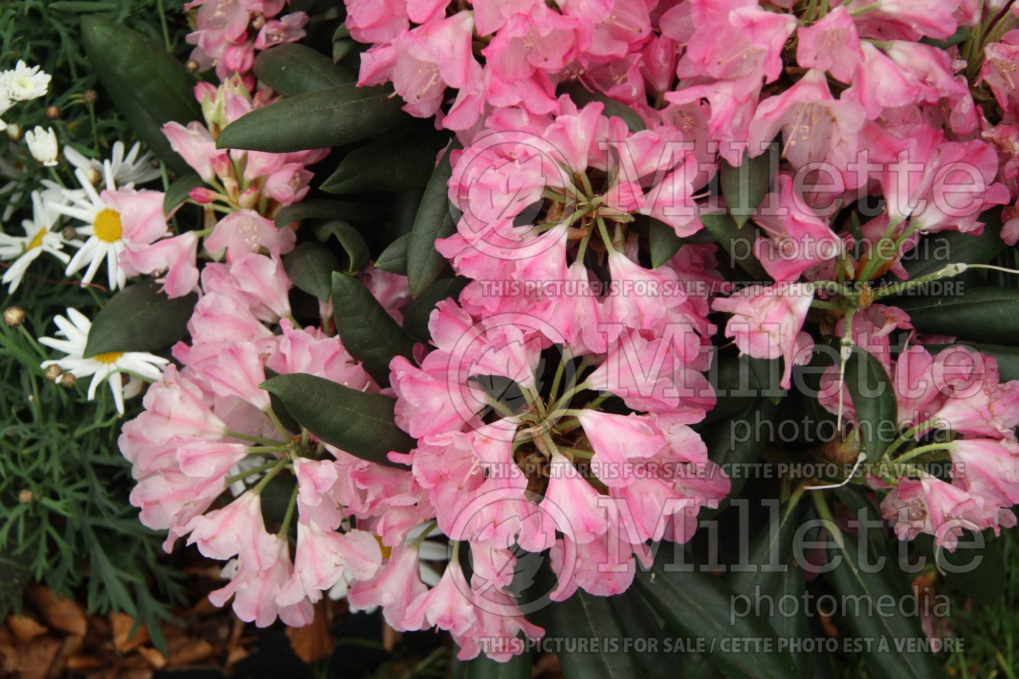 Rhododendron Polaris (Rhododendron azalea) 1