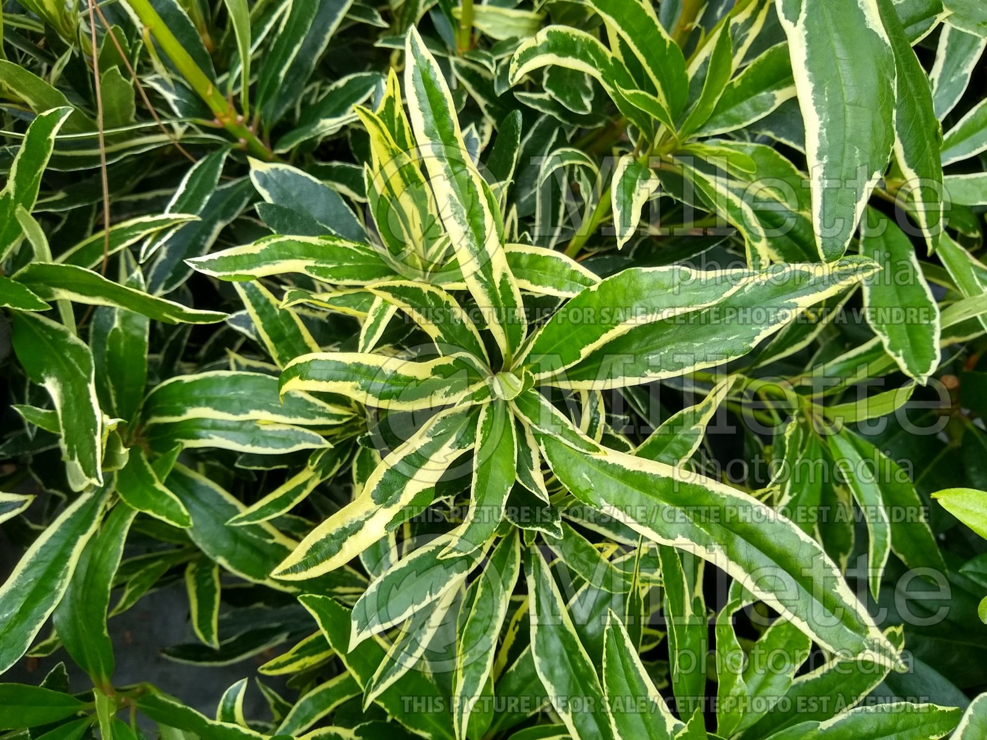 Rhododendron Silver Edge (Rhododendron azalea) 1