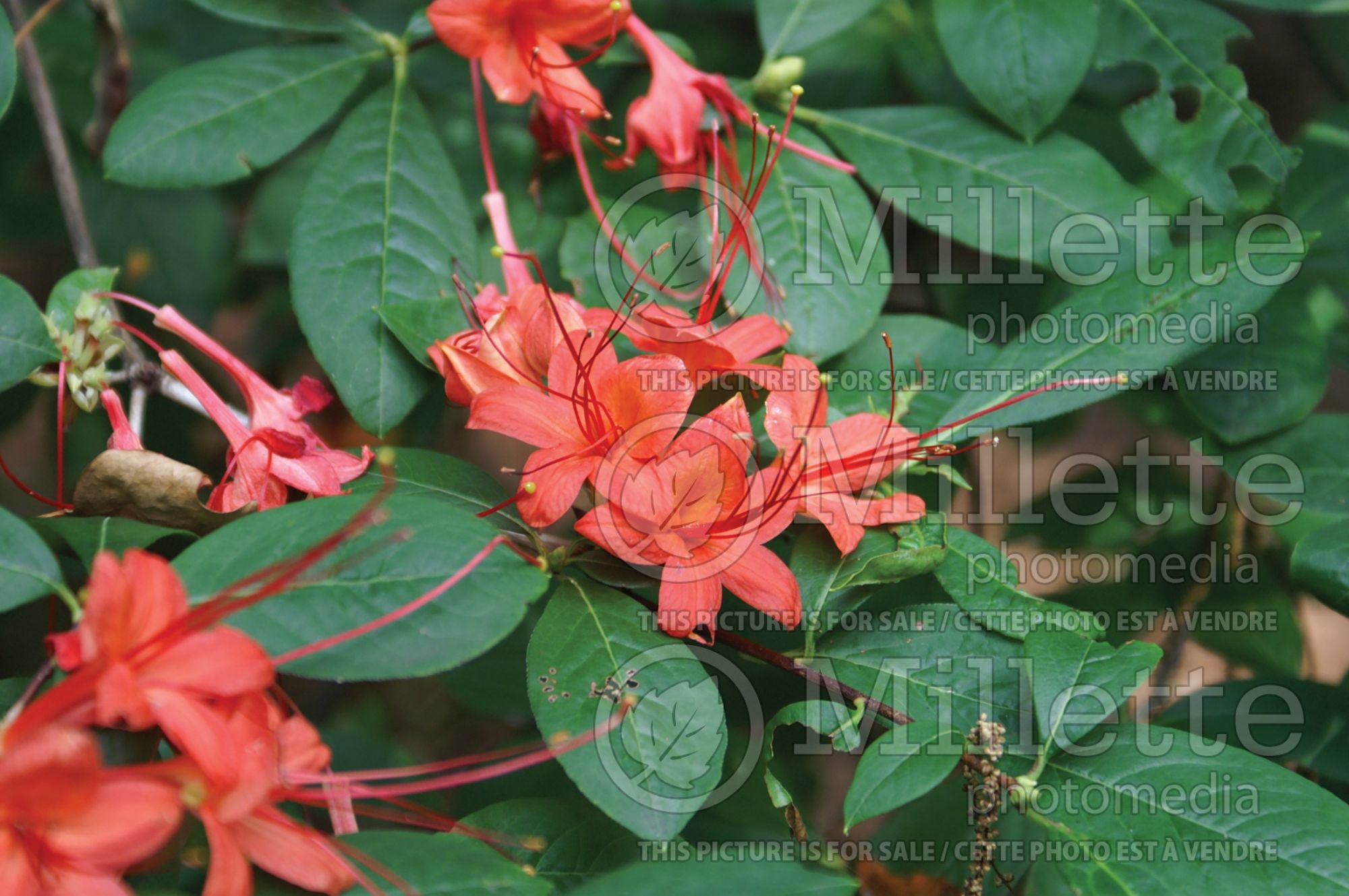 Rhododendron prunifolium (Rhododendron Plum Leaf Azalea) 3