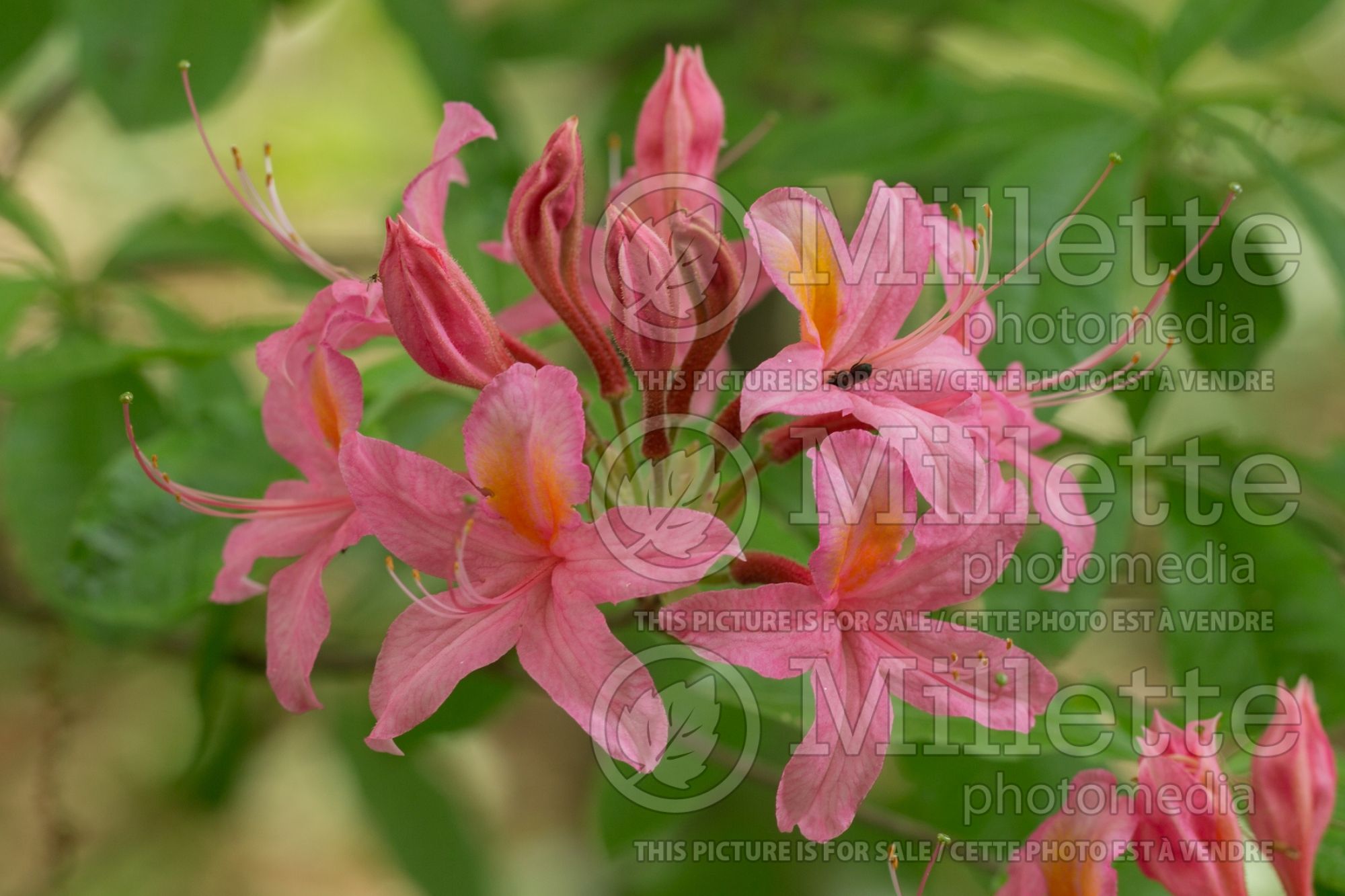 Rhododendron prunifolium (Rhododendron Plum Leaf Azalea) 4