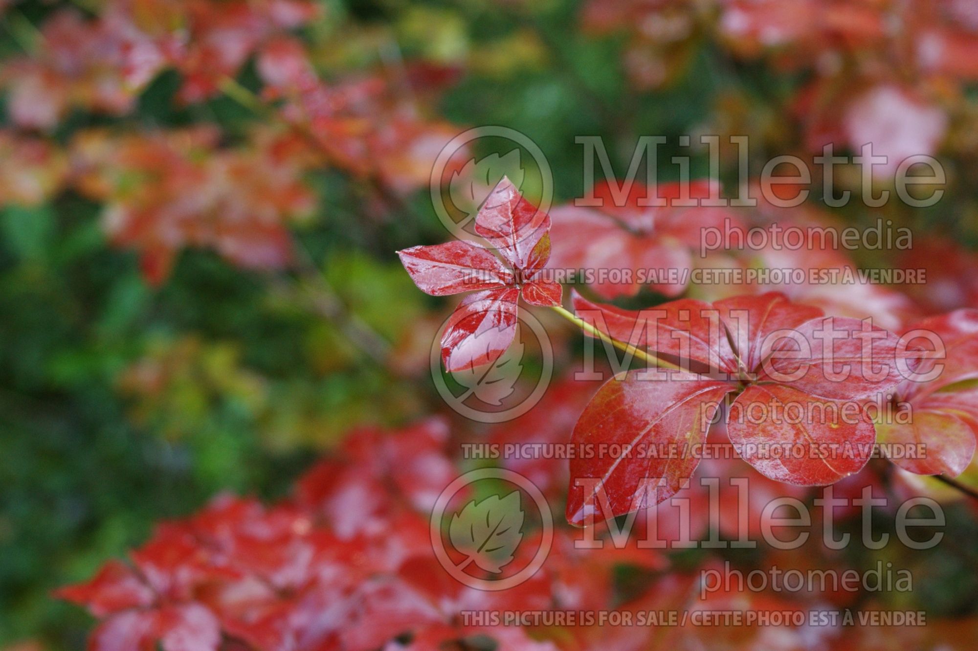 Rhododendron quinquefolium (Rhododendron azalea) 1