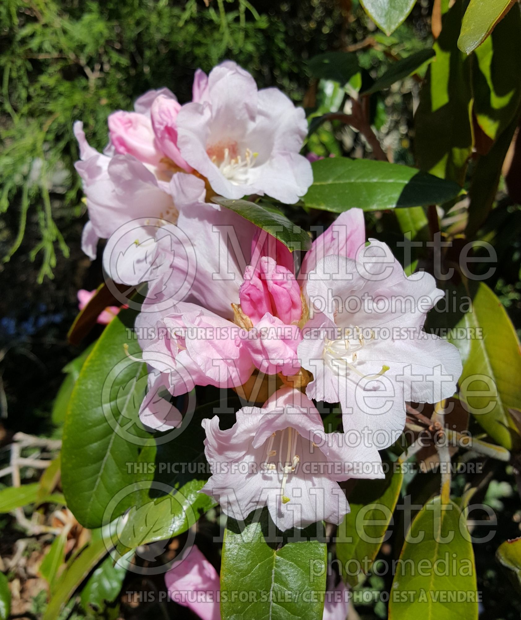 Azalea aka Rhododendron Teddy Bear (Rhododendron azalea) 2