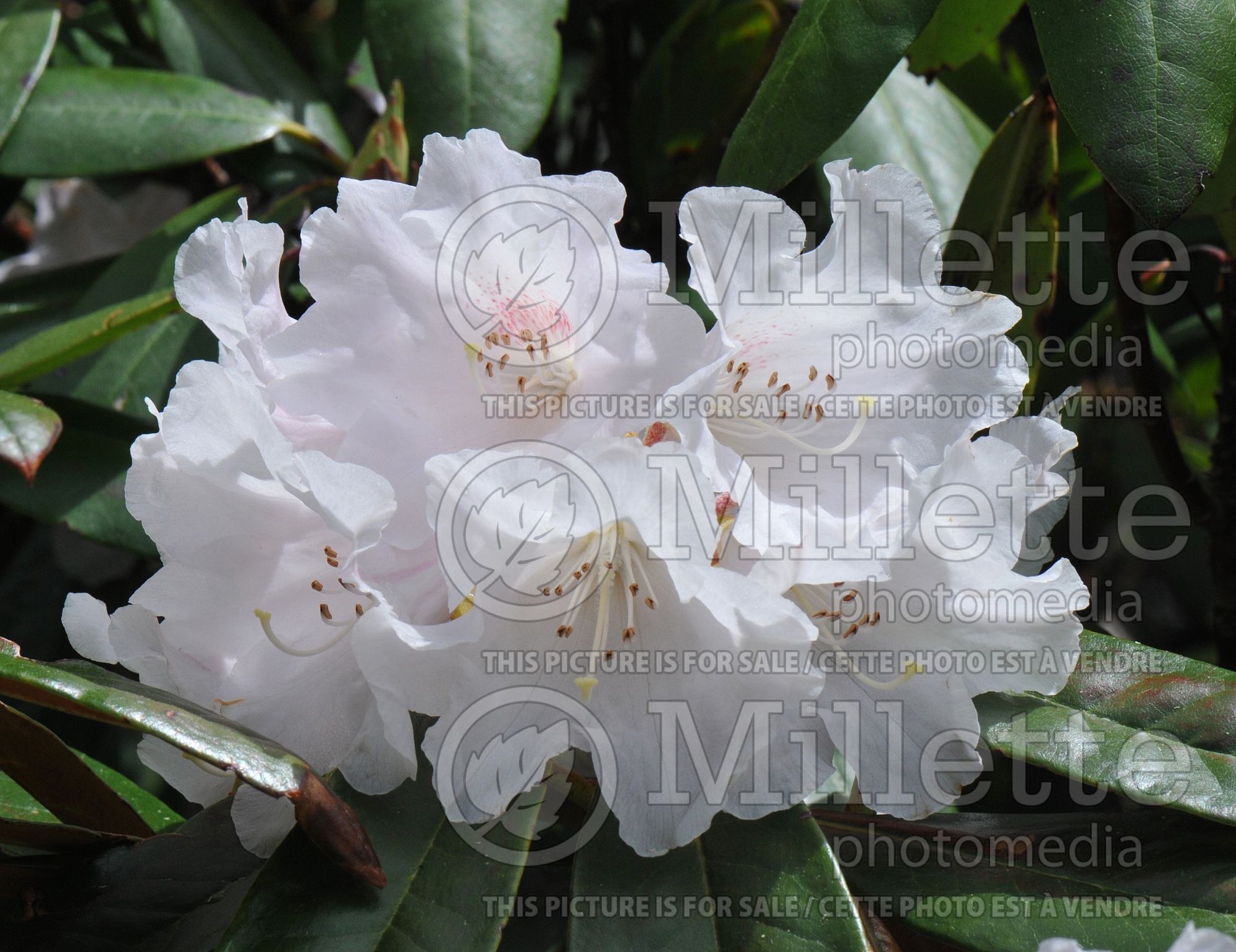 Azalea aka Rhododendron Teddy Bear (Rhododendron azalea) 3