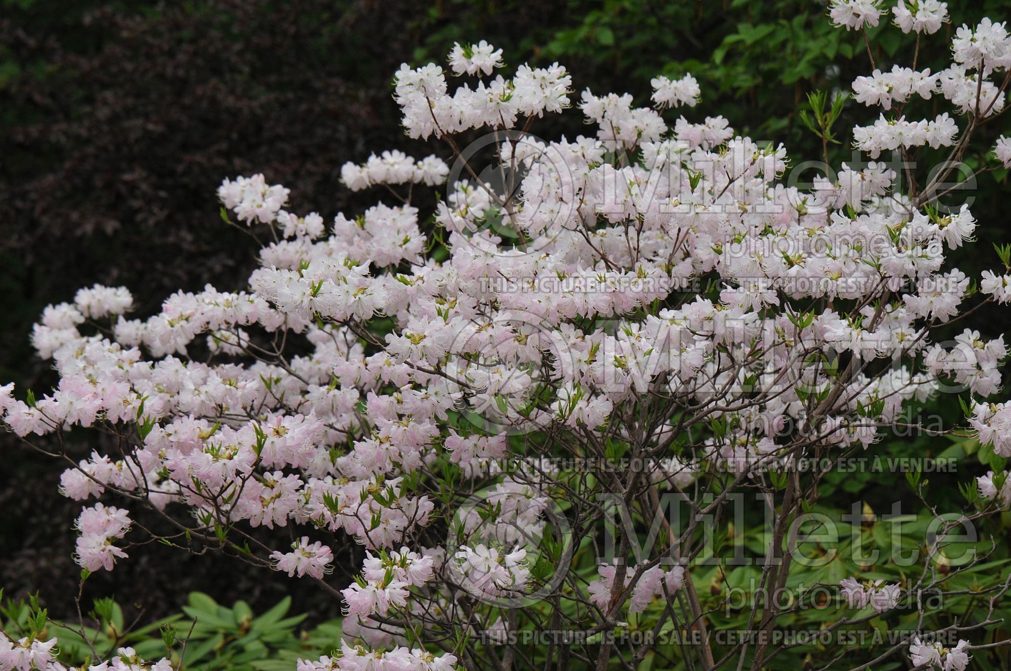 Azalea aka Rhododendron vaseyi (Rhododendron azalea) 1