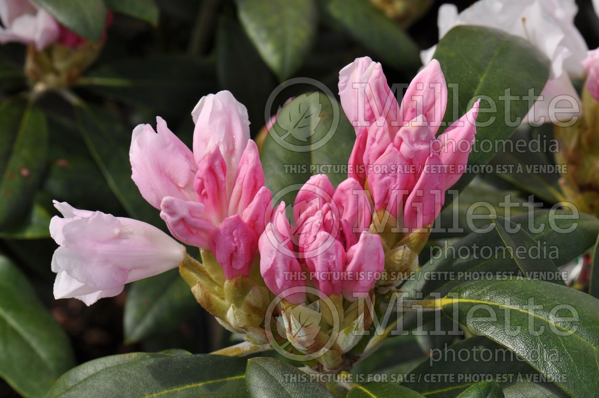 Rhododendron Yaku Prince (Rhododendron) 2
