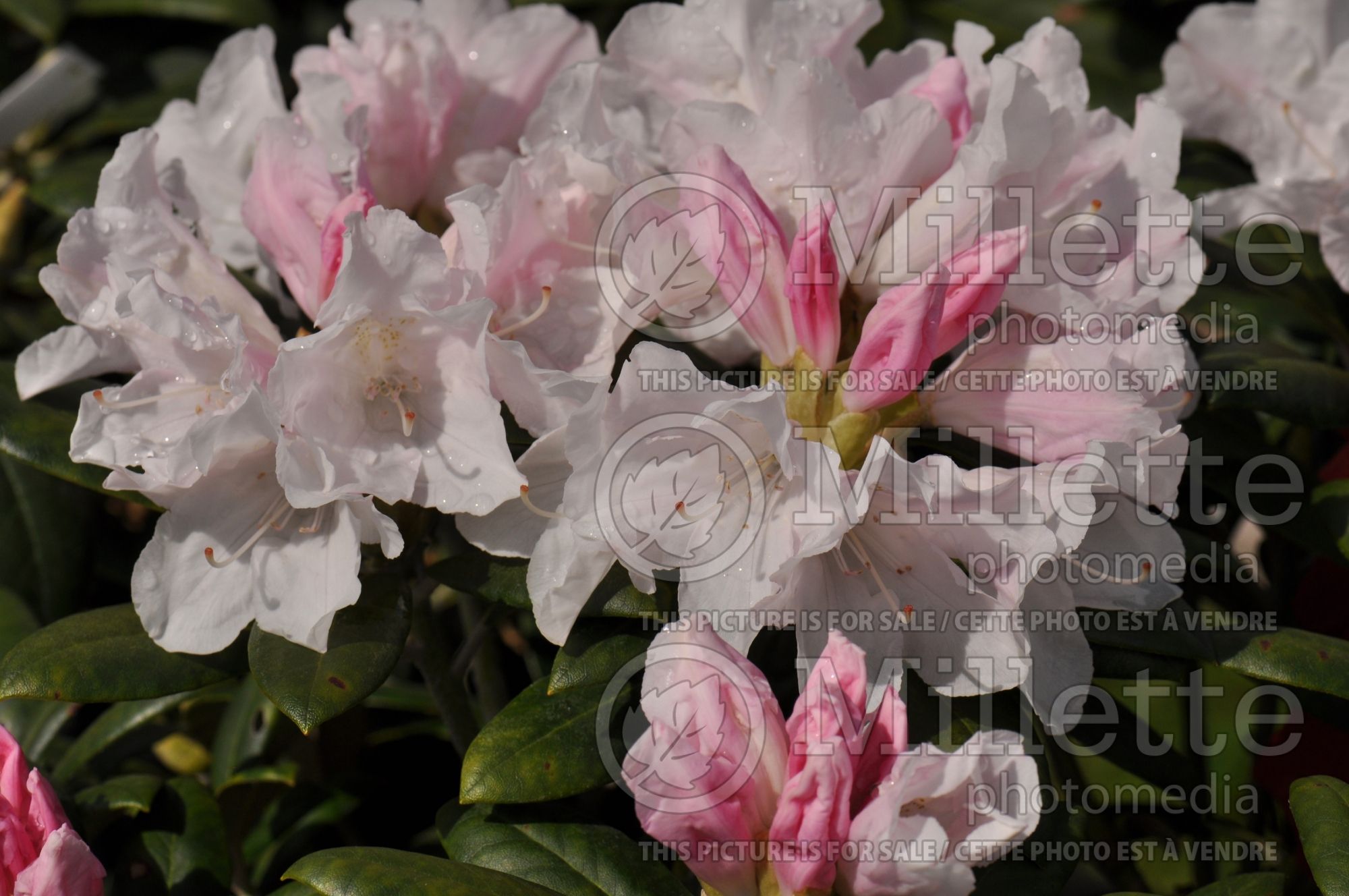 Rhododendron Yaku Prince (Rhododendron) 3
