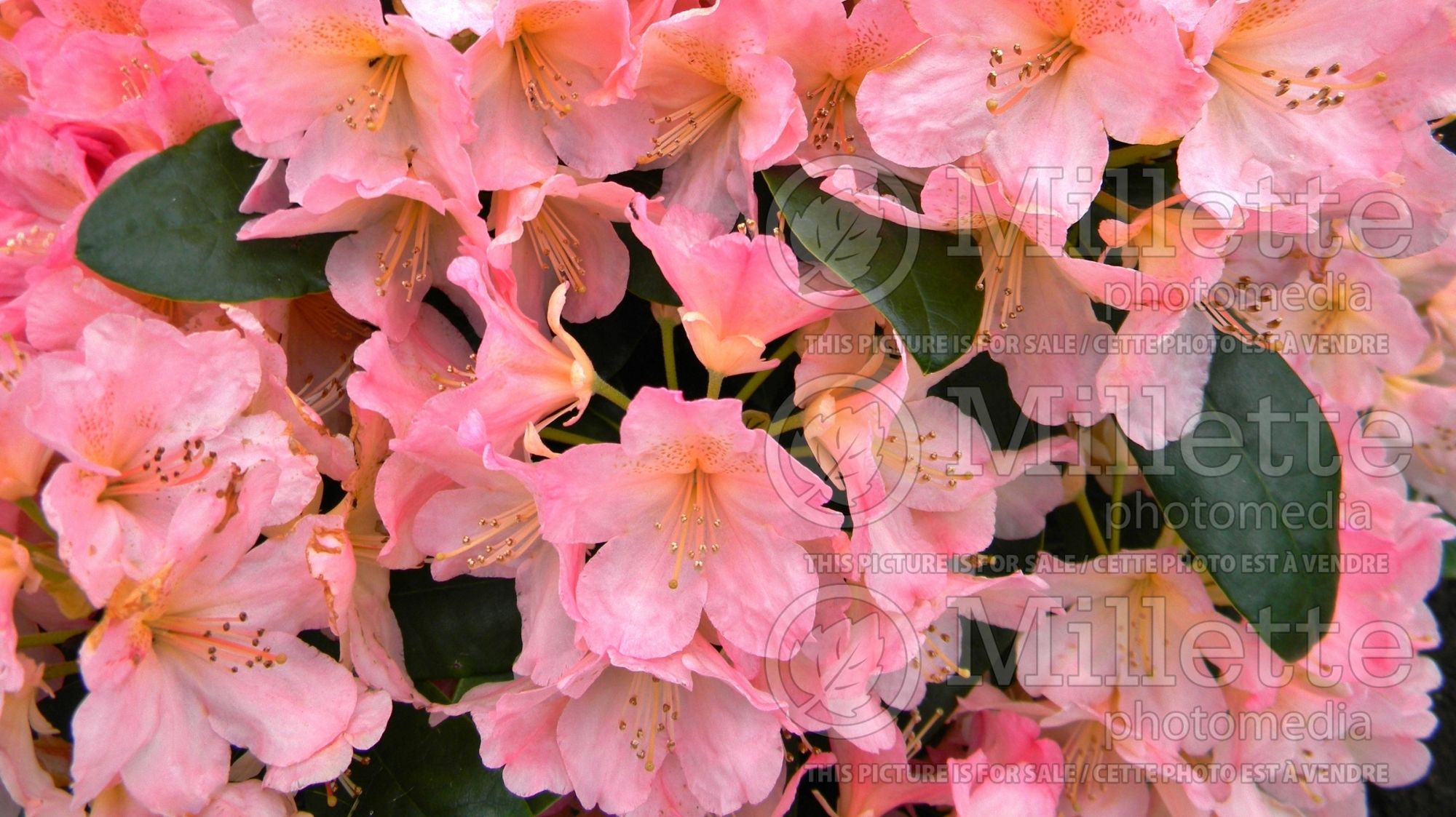Rhododendron Percy Wiseman (Rhododendron azalea) 4