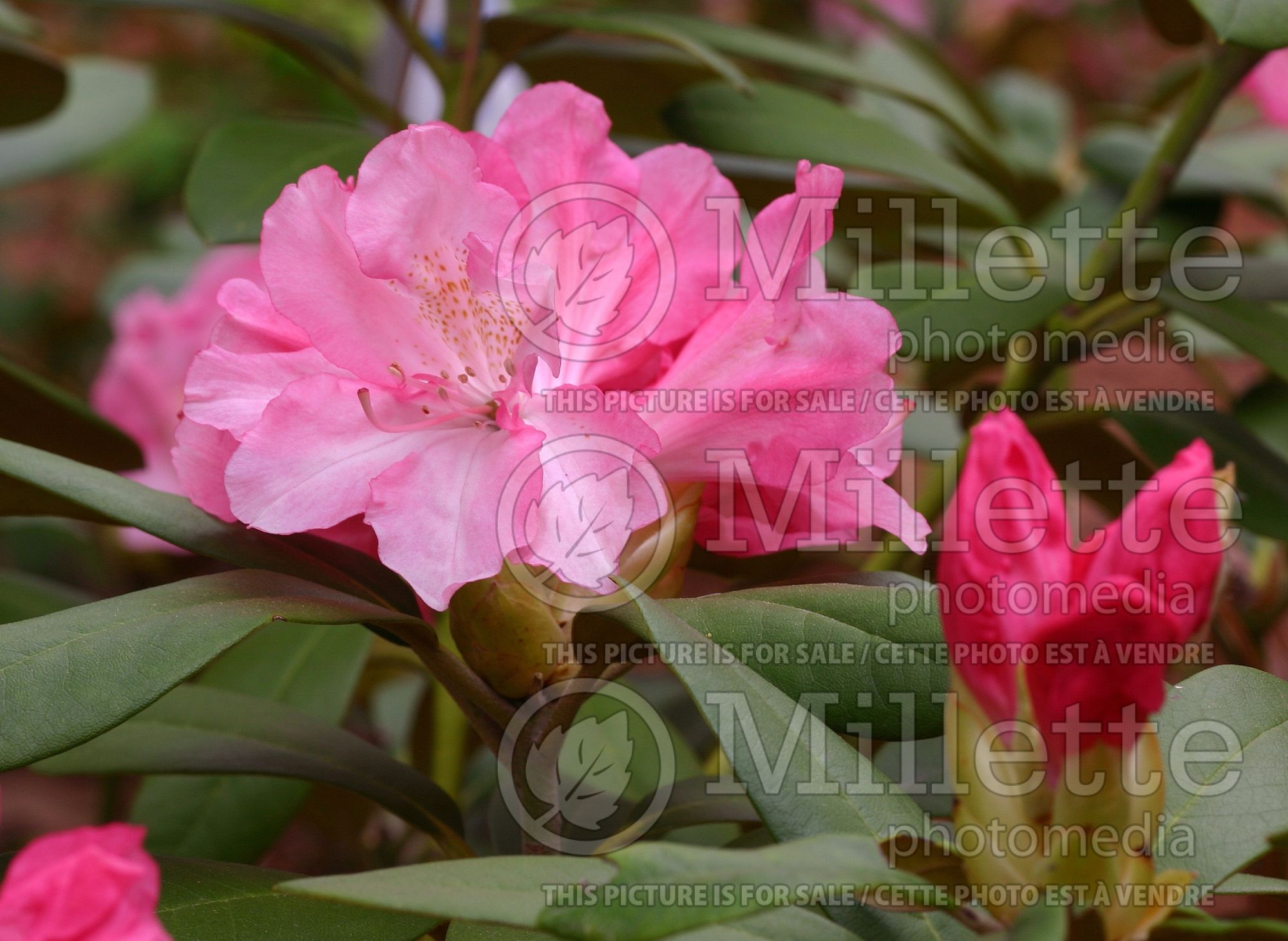 Rhododendron Yaku Prince (Rhododendron) 4