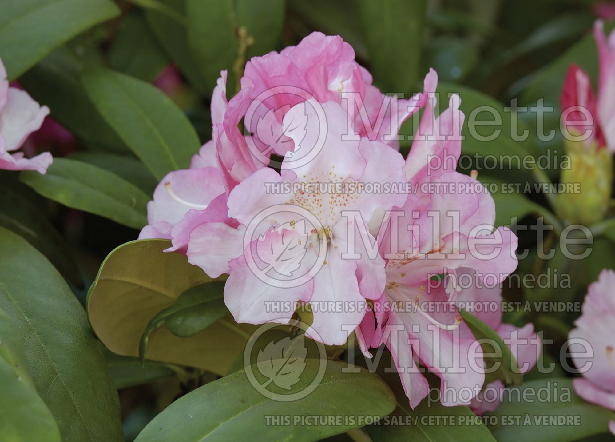 Rhododendron Yaku Prince (Rhododendron) 6