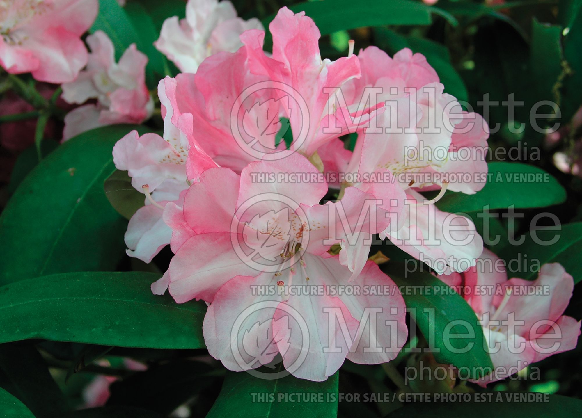 Rhododendron Yaku Prince (Rhododendron) 7