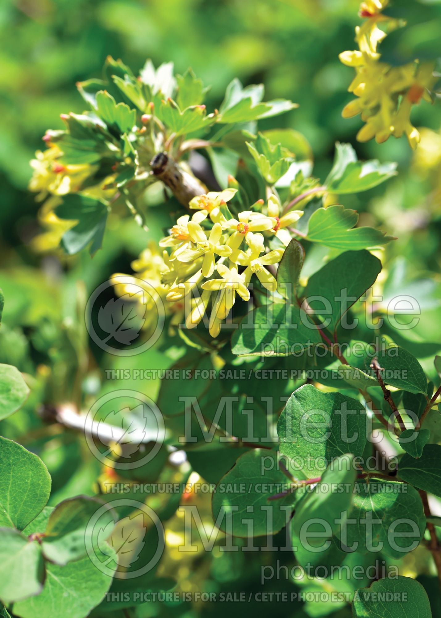 Ribes aureum (buffalo currant) 1