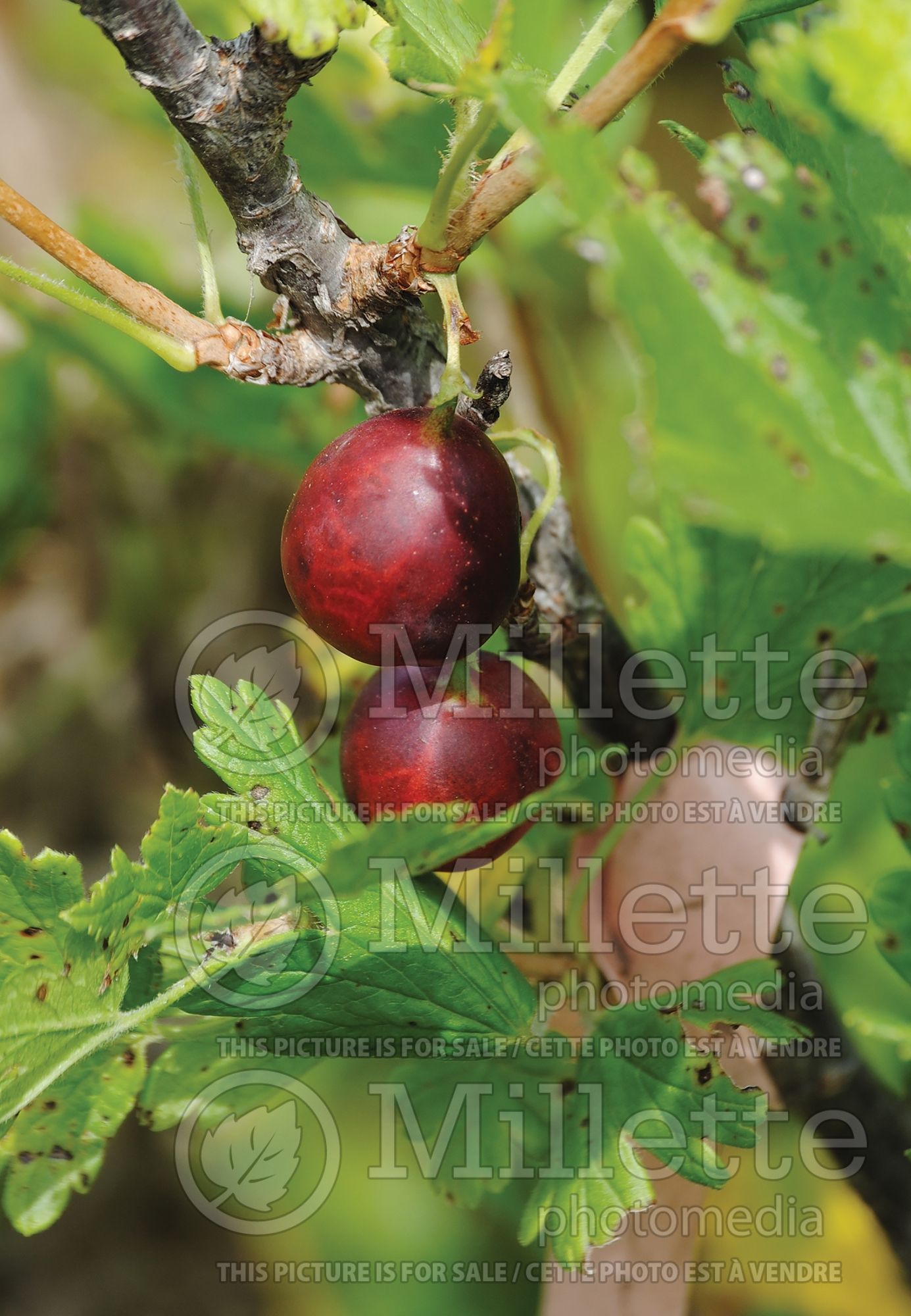 Ribes Jahn's Prairie (Gooseberry) 1