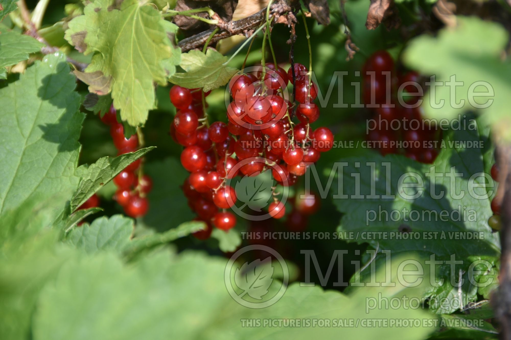 Ribes triste (northern redcurrant) 1