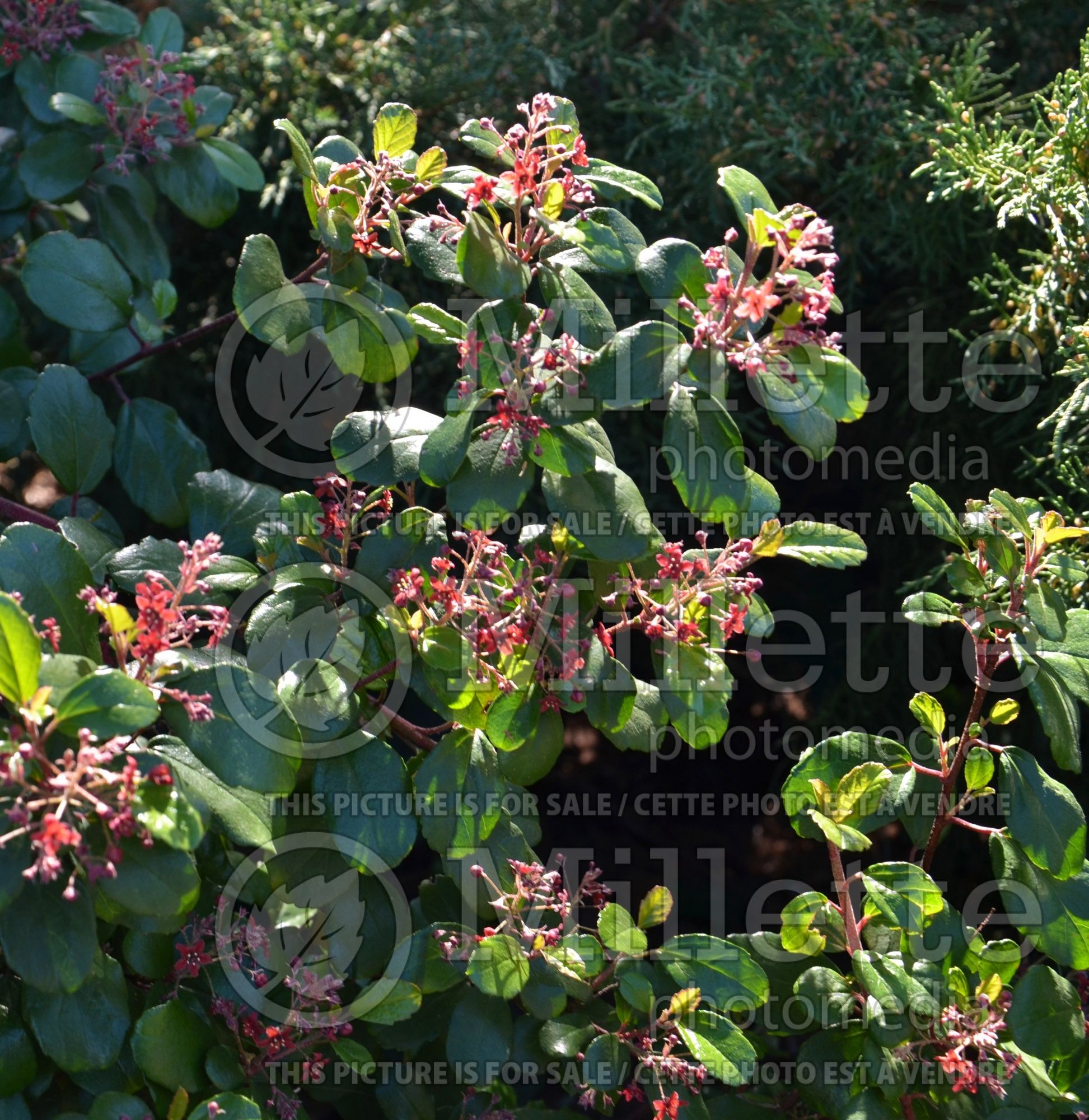 Ribes viburnifolium (Catalina currant Gooseberry) 2