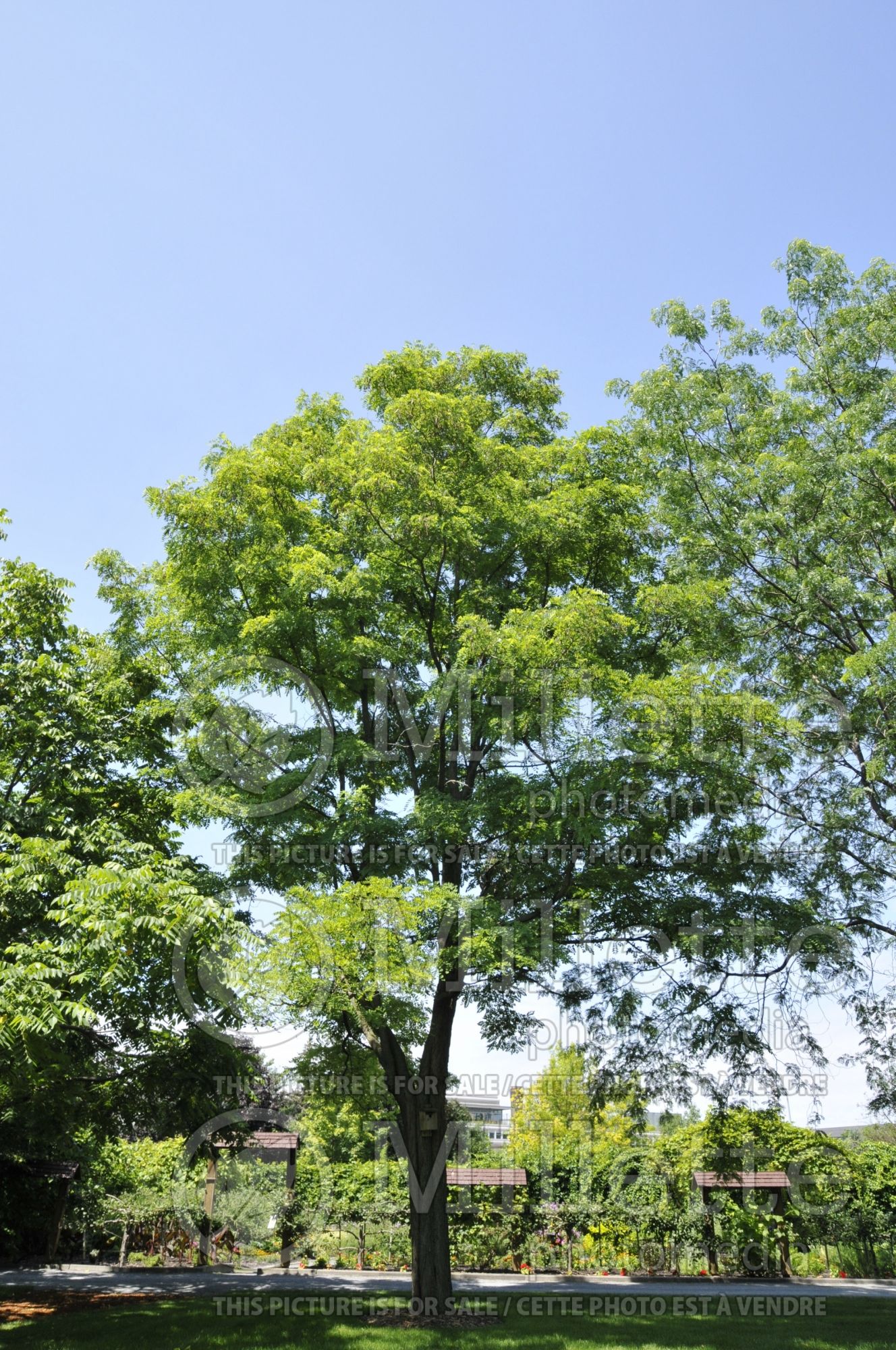 Robinia pseudoacacia (Black Locust) 3