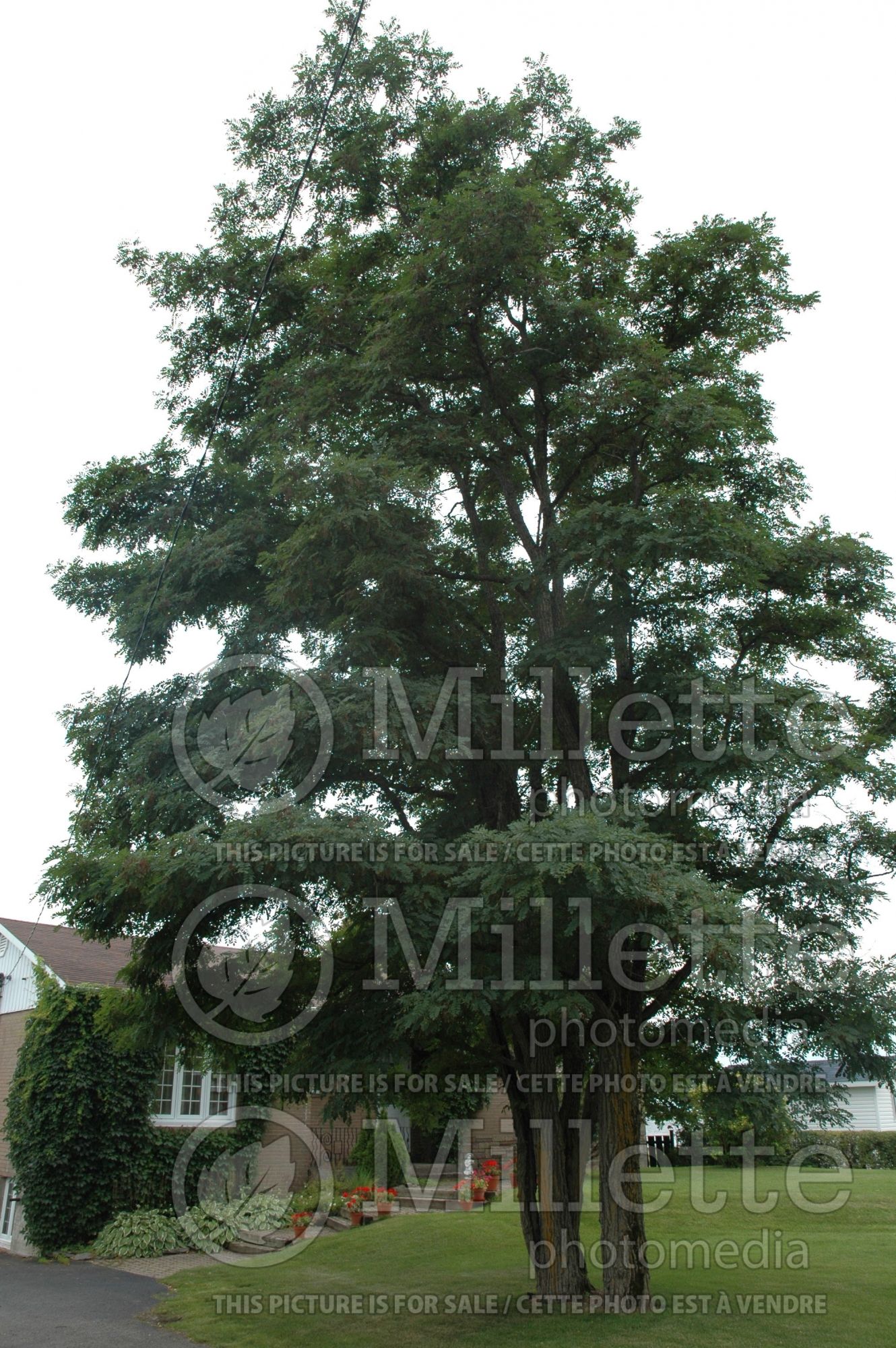 Robinia pseudoacacia (Black Locust) 2